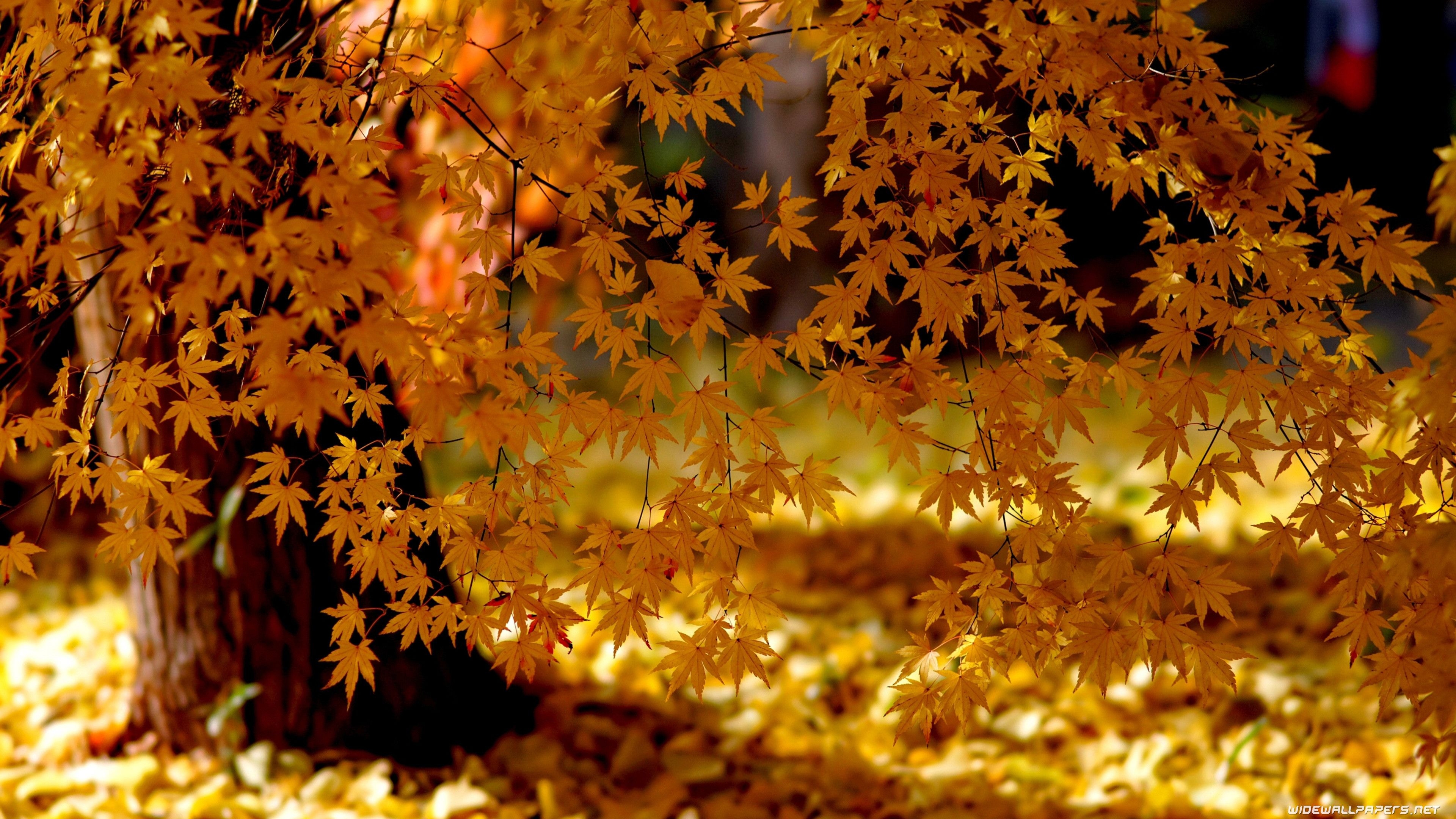 3840x2160 Autumn HD Wallpaper, Desktop