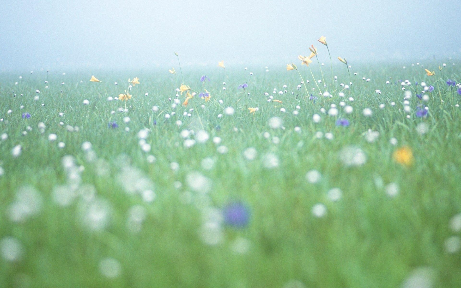 1920x1200 Soft Focus Flower Photography (Vol.03), Pure Sweet Wideflowers, Desktop