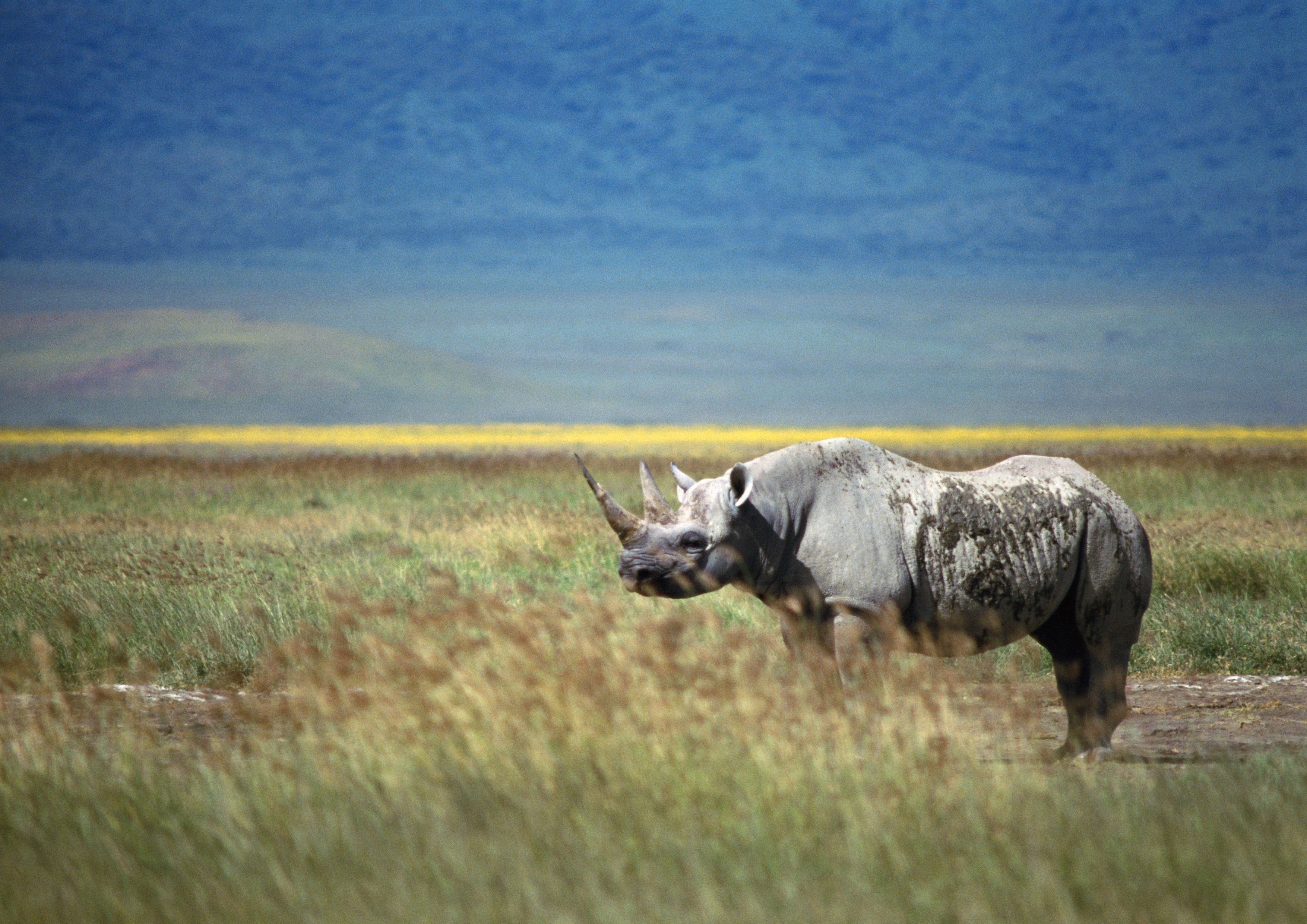 3510x2480 Rhino Wallpaper, Picture, Image, Desktop