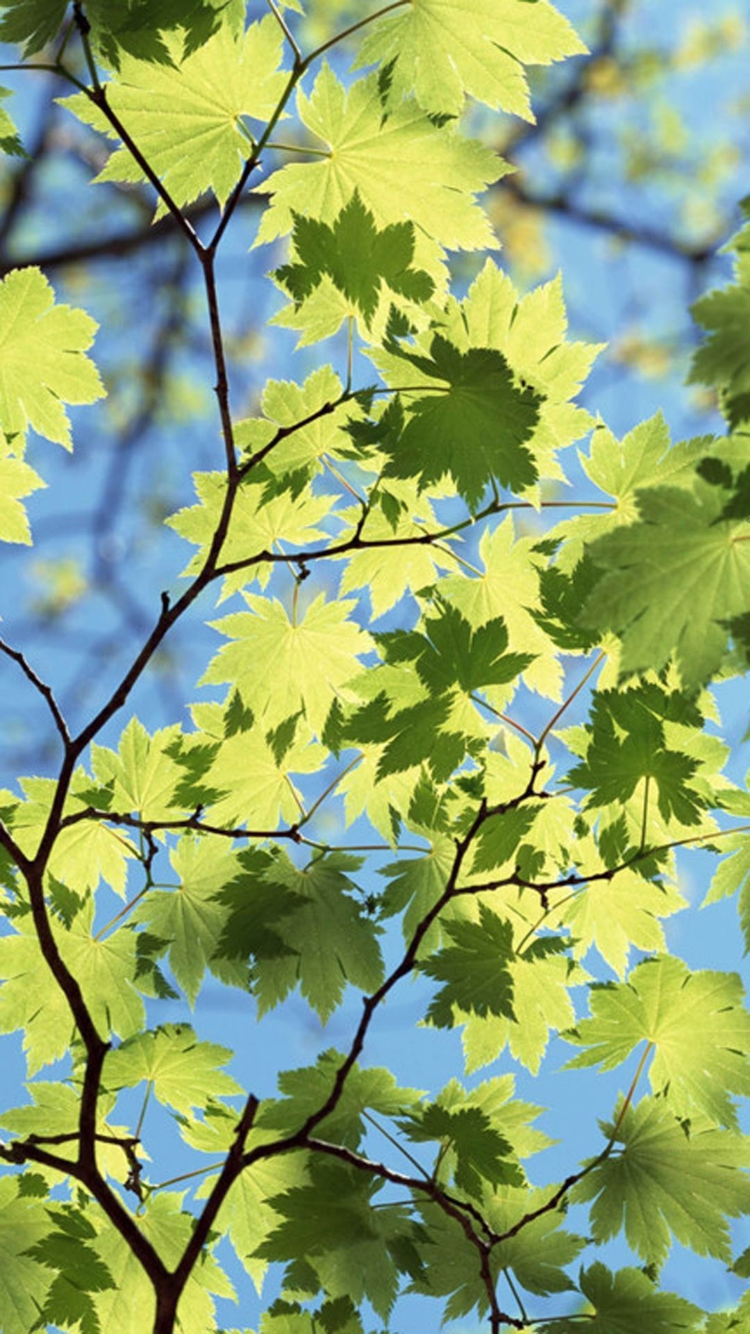 1080x1920 Maple Leaves Under Sunlight iPhone 6.com, Phone