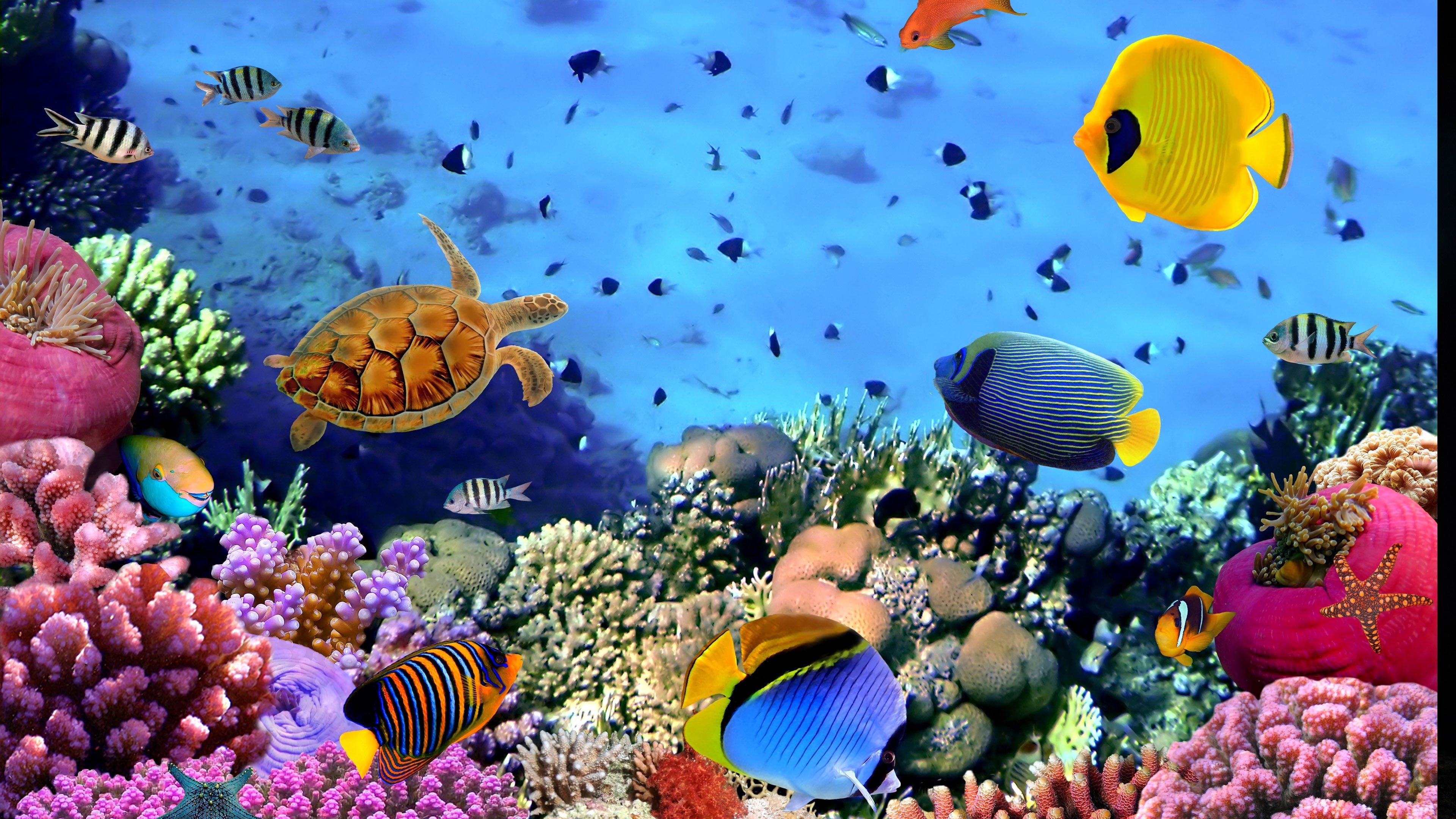 3840x2160 Fish Tank Wallpaper, Desktop