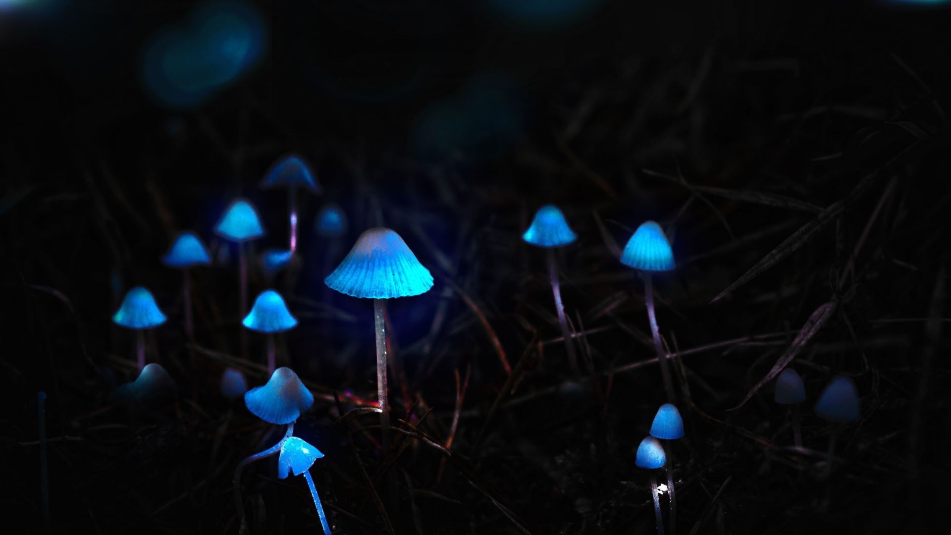 1920x1080 Desktop wallpaper mushrooms, toadstools, portrait, blue glow, HD image, picture, background, df85d9, Desktop