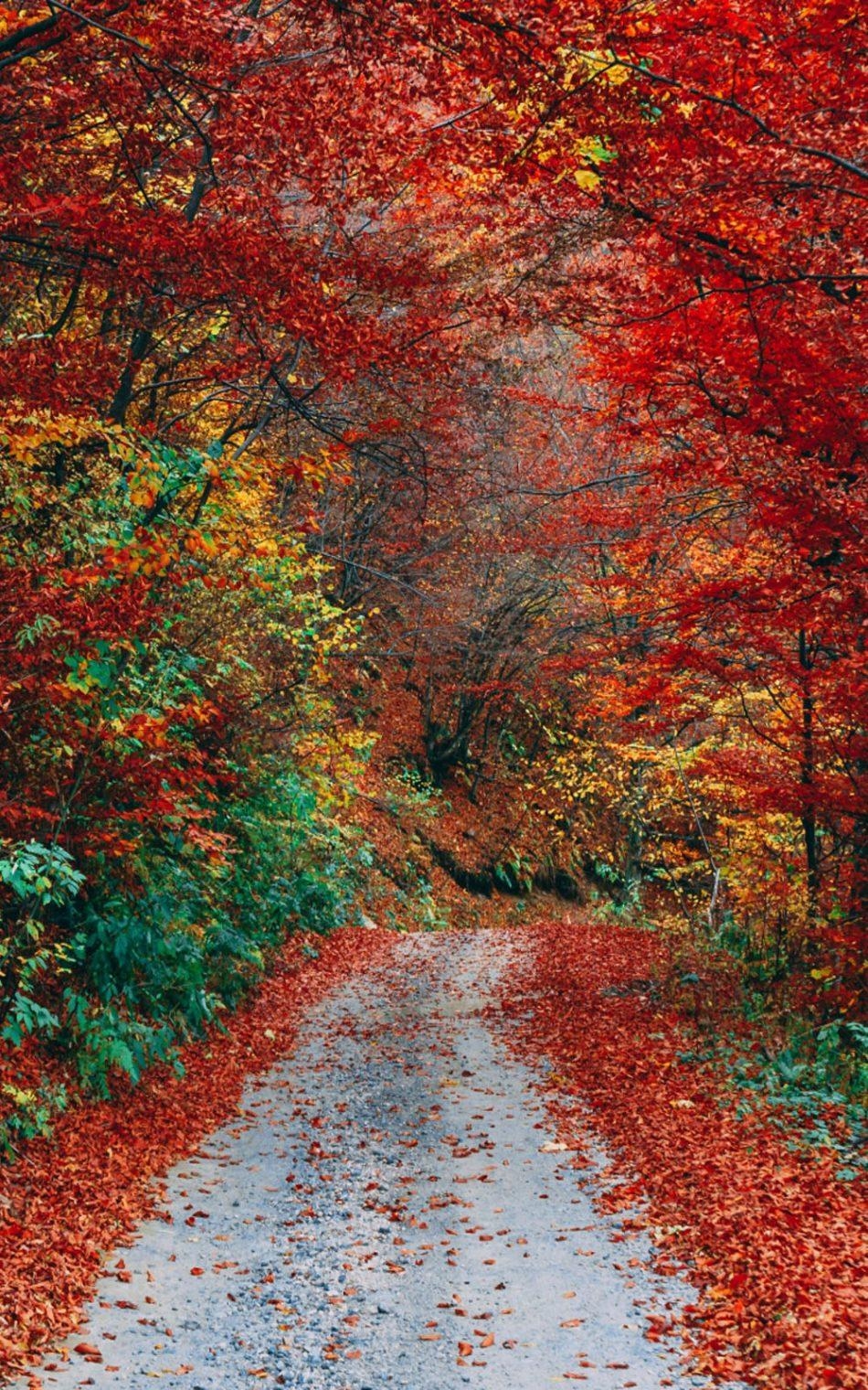 950x1520 Colorful Autumn Fall Roadway 4K Ultra HD Mobile Wallpaper, Phone