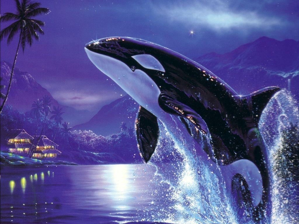 1030x770 Jumping Orca Wallpaper High Res Pics 3435 Wallpaper. Cool, Desktop