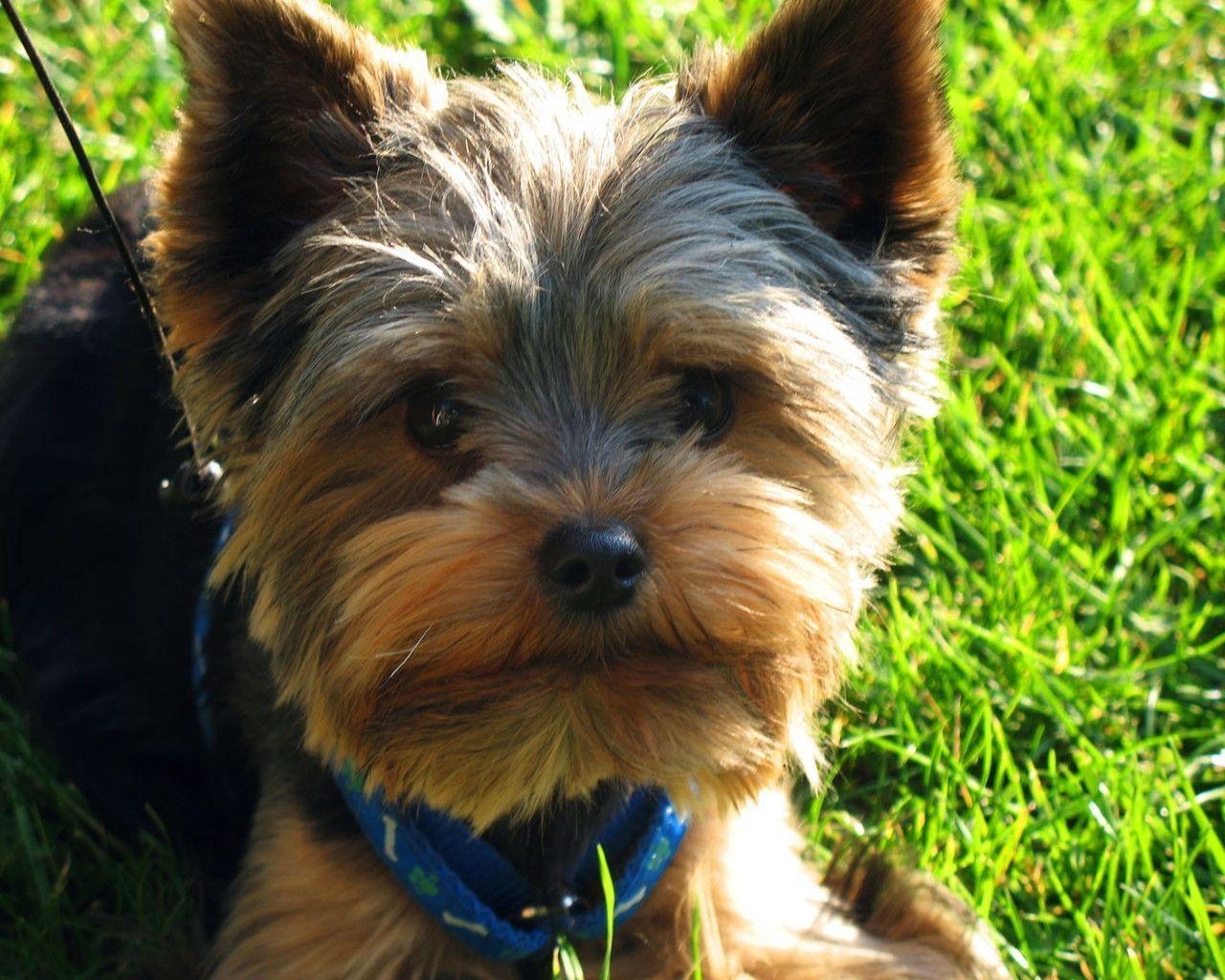 1280x1030 Yorkshire Terrier, Desktop