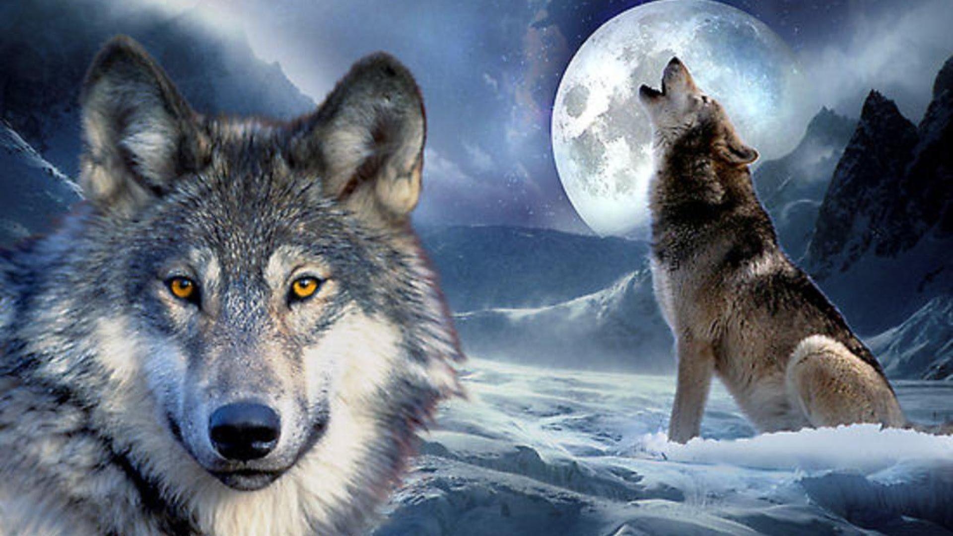 1920x1080 HD Howling At The Moon Wallpaper, Desktop