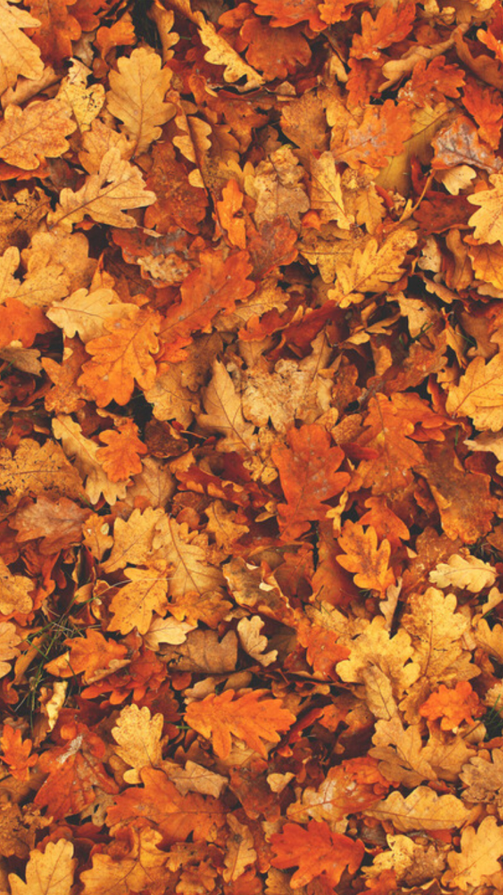 720x1280 Autumn Wallpaper Leaves Aesthetic Wallpaper & Background Download, Phone