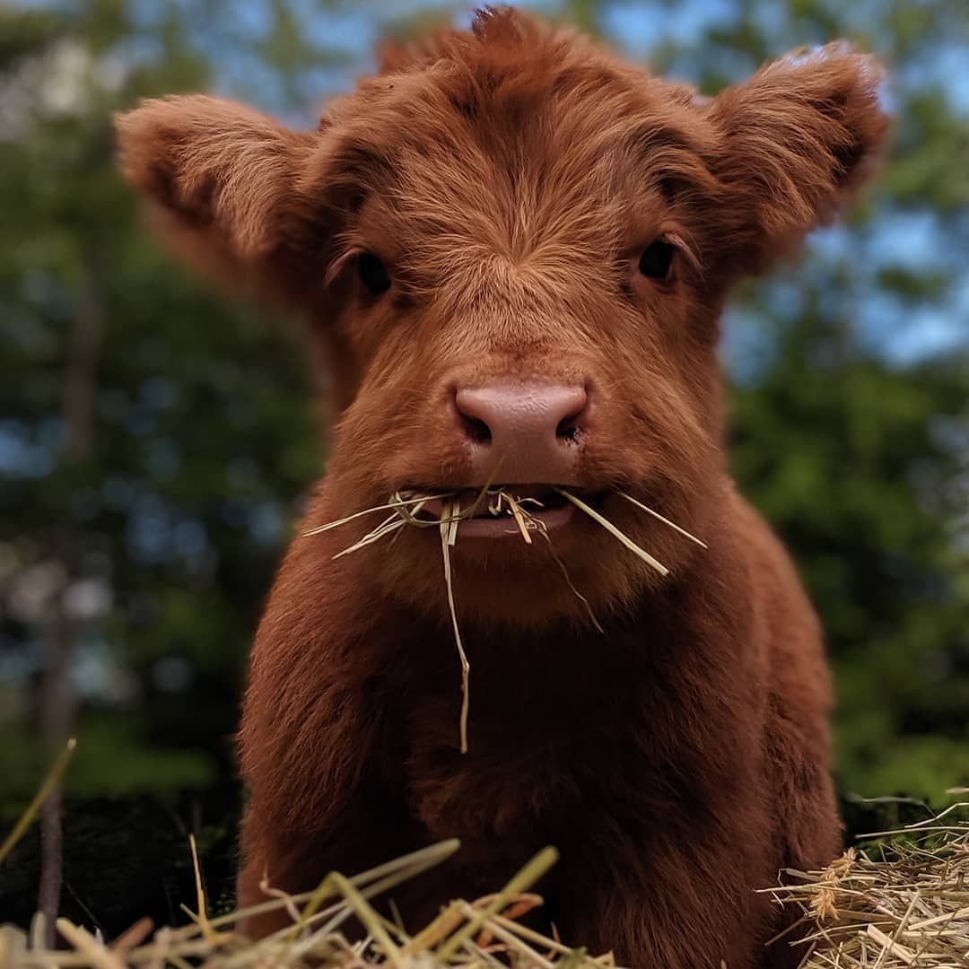 1080x1080 mother_of_cuteness on Instagram: “When someone interrupts you while you eat, Phone