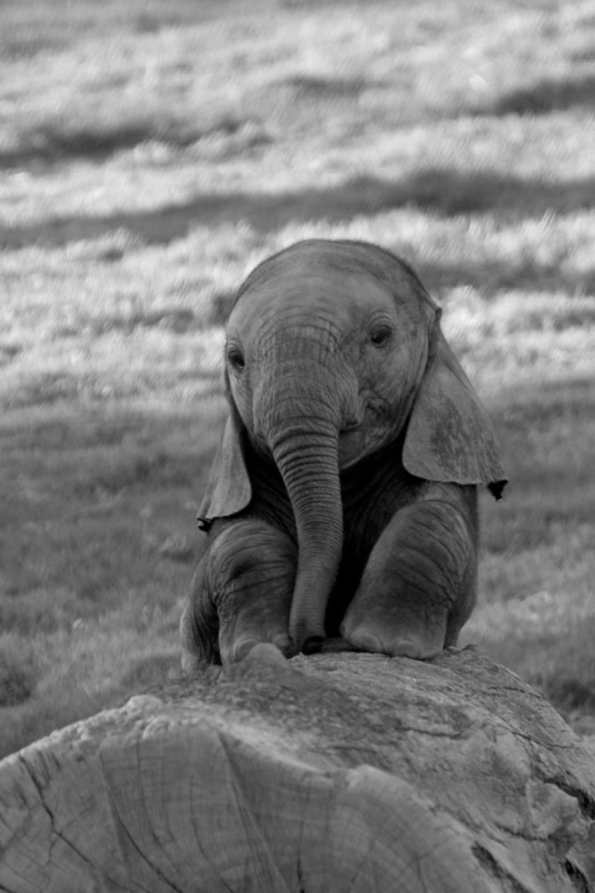 860x1280 Cute Elephant iPhone Wallpaper, Phone