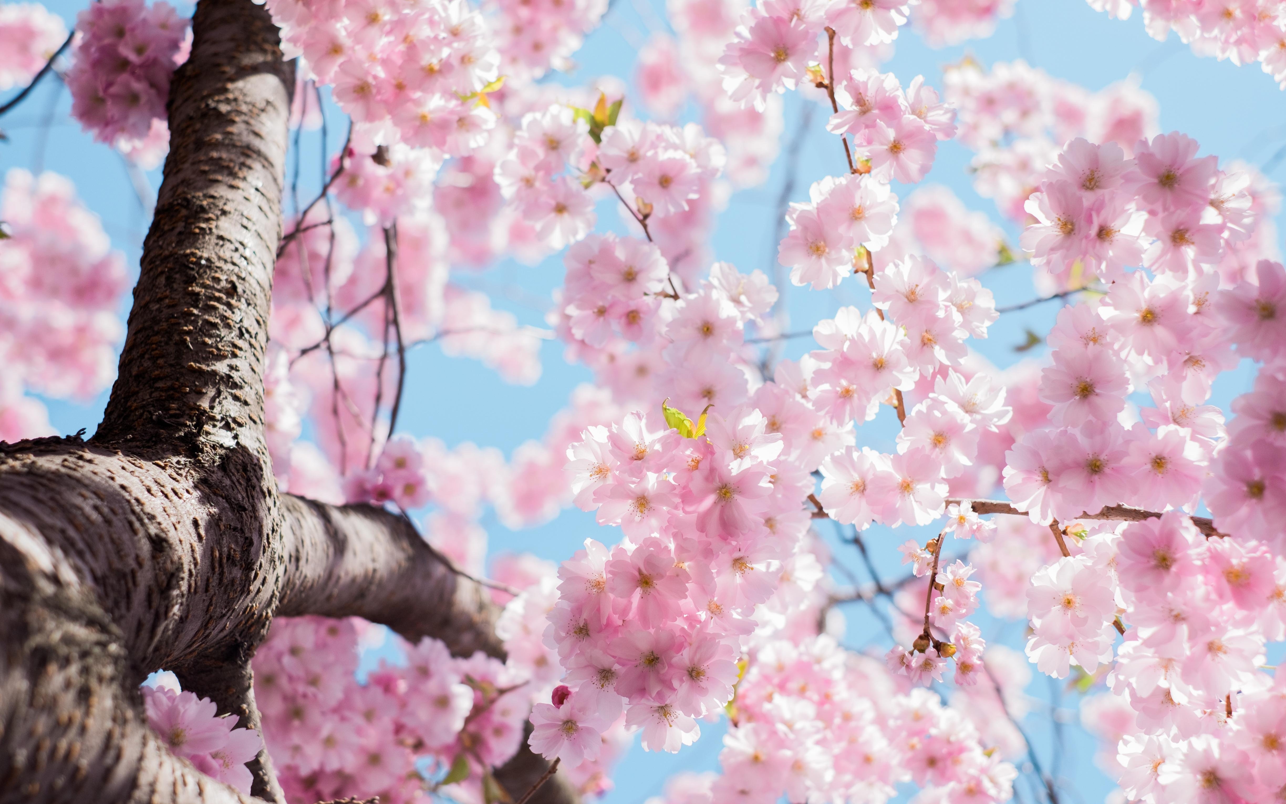 4900x3060 Cherry Blossom Tree 4K wallpaper, Desktop