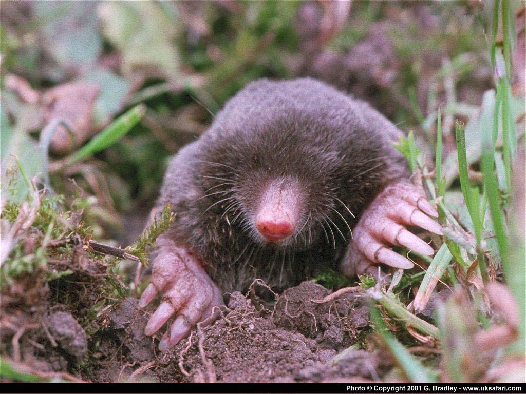 1030x770 Free Mole Wallpaper download, Desktop