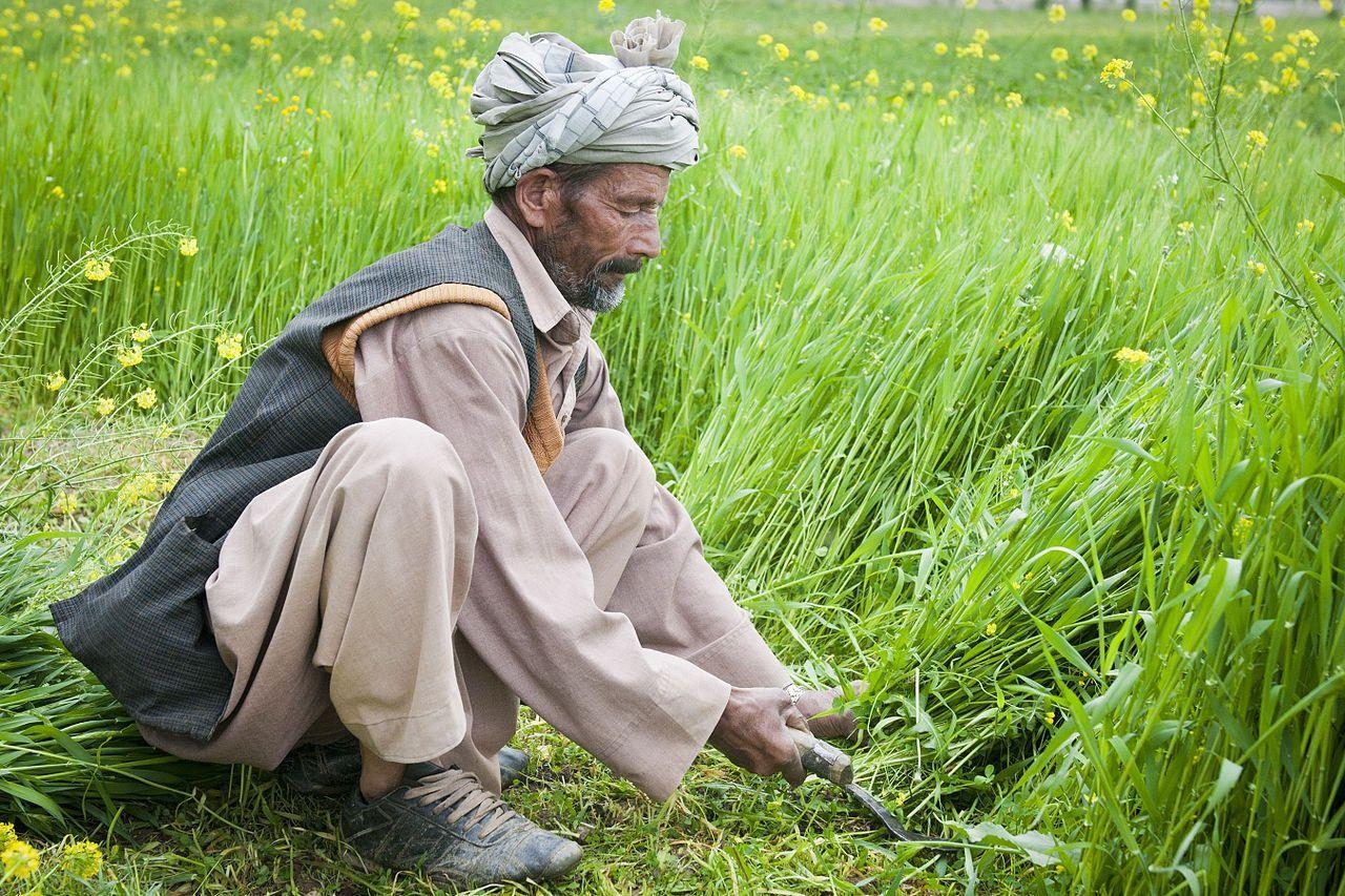 1280x860 Afghan farmer in, Desktop