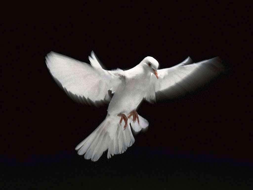 1030x770 Dove Wallpaper 8676 Wallpaper HD. Hdpictureimages, Desktop