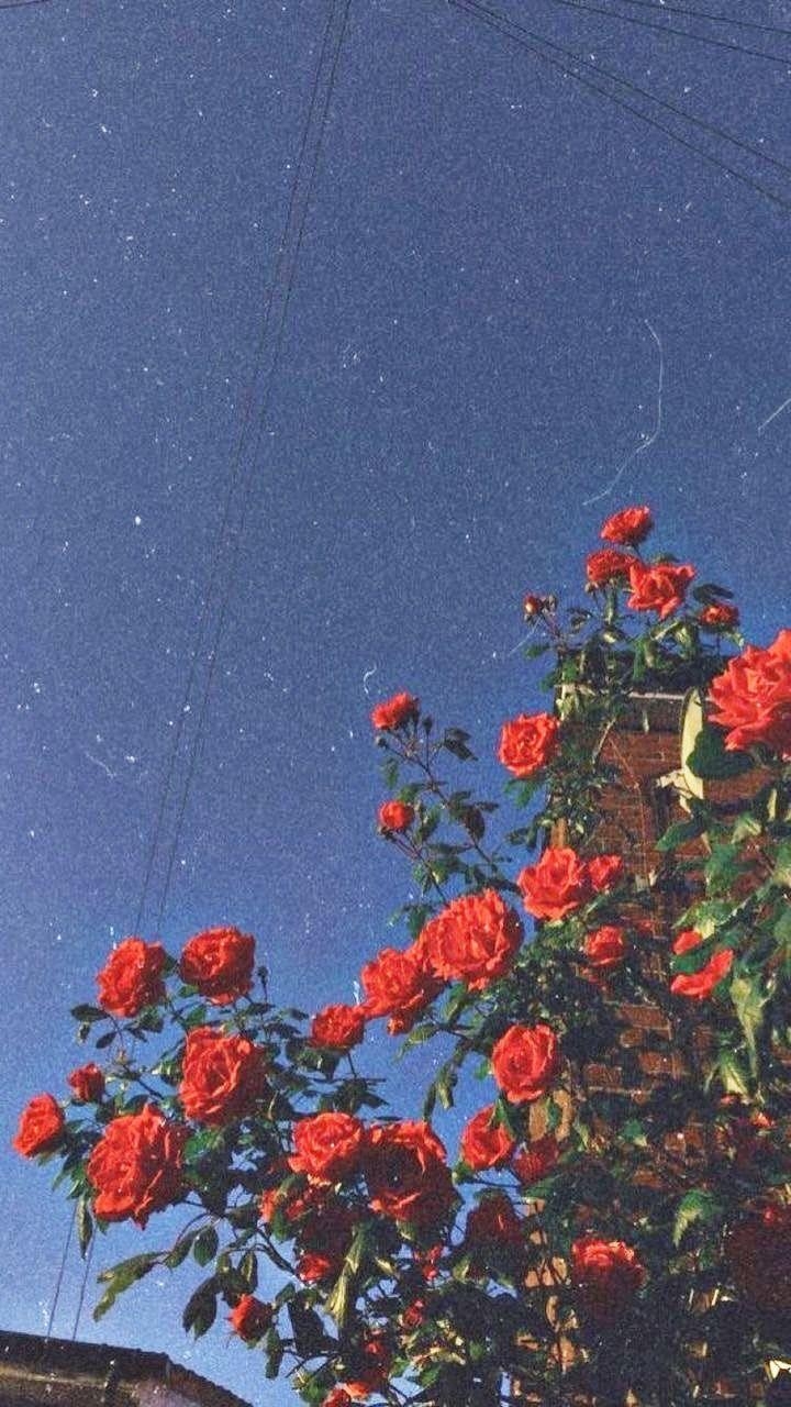 720x1280 wallpaper rose vintage retro aesthetic, Phone