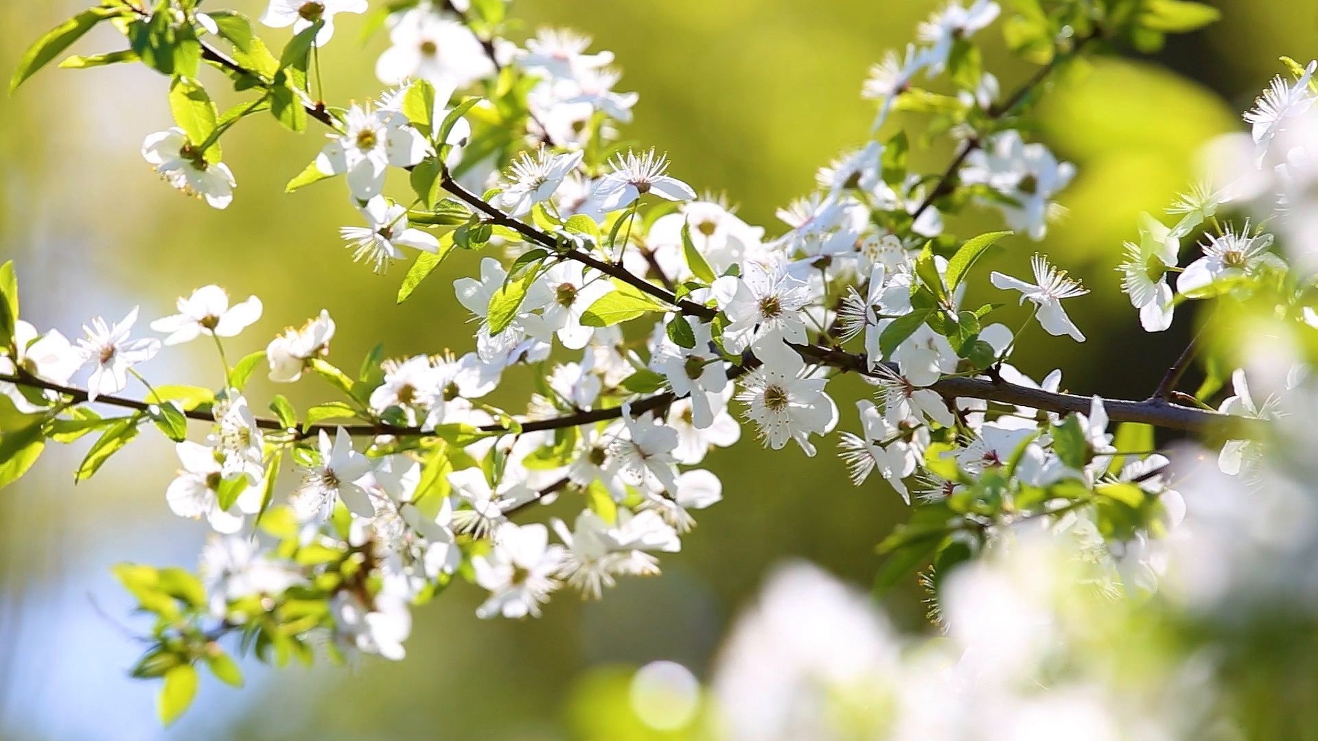 1920x1080 Beautiful sunny spring peaceful nature background Stock Footage, #spring# peaceful#Beautiful#sunny. Nature background, Beautiful, Nature, Desktop