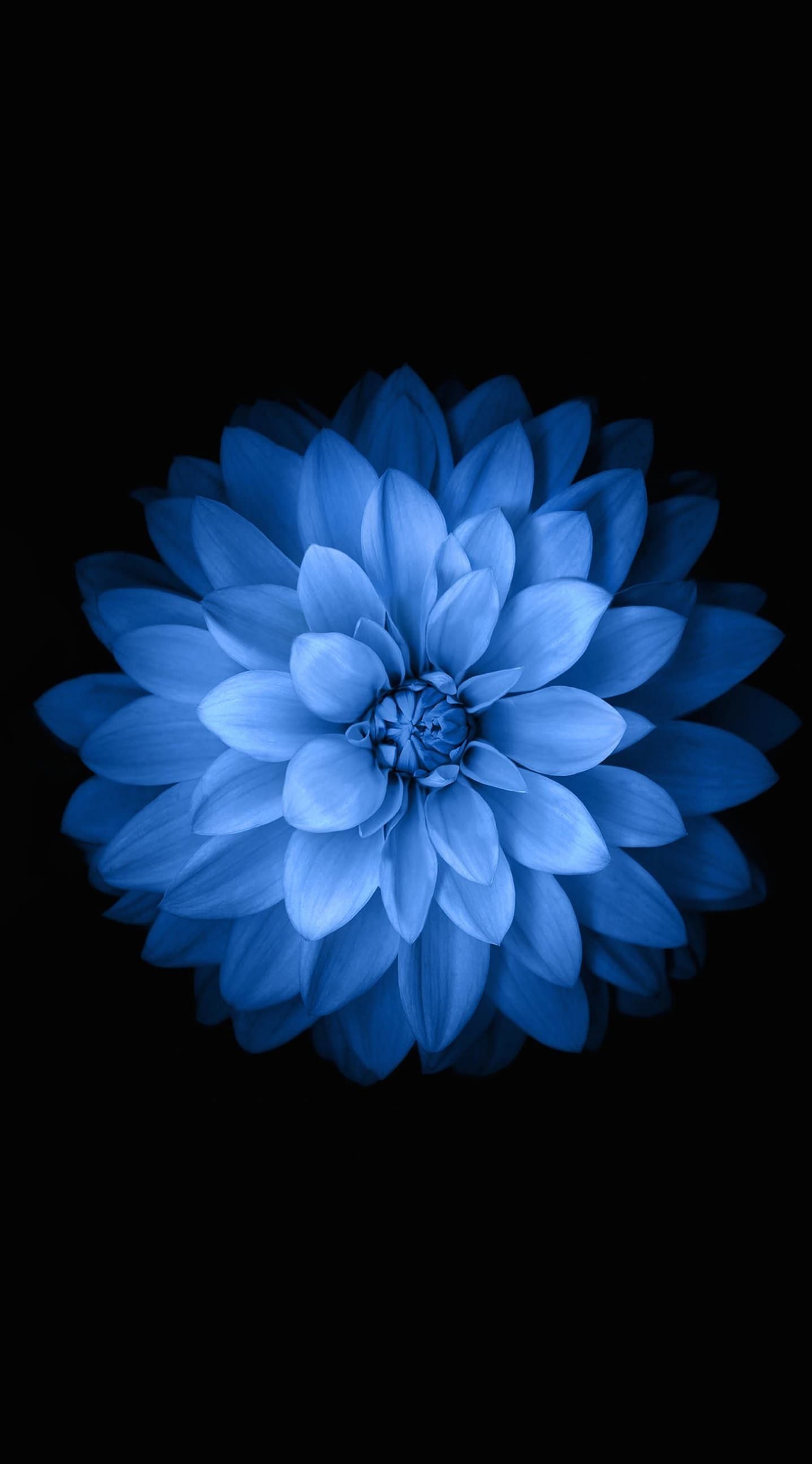 1440x2600 Blue Flower iPhone Wallpaper Free Blue Flower iPhone Background, Phone