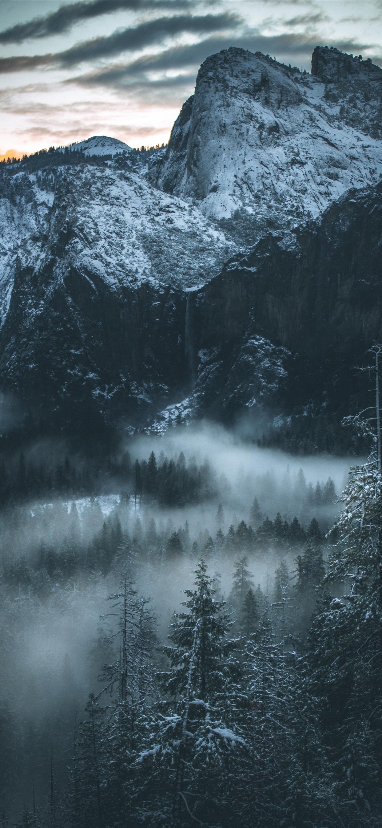 1250x2690 fog covered forest iPhone X Wallpaper Free Download, Phone