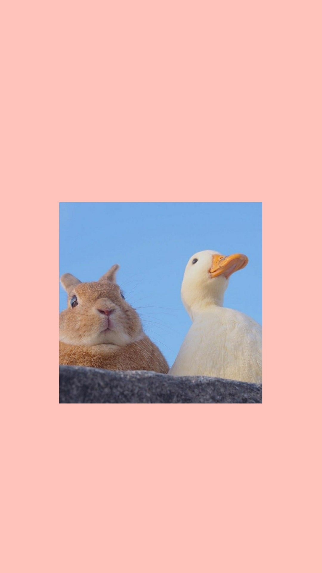 1080x1920 Wallpaper duck. iPhone wallpaper cat, Funny phone wallpaper, Cartoon wallpaper, Phone