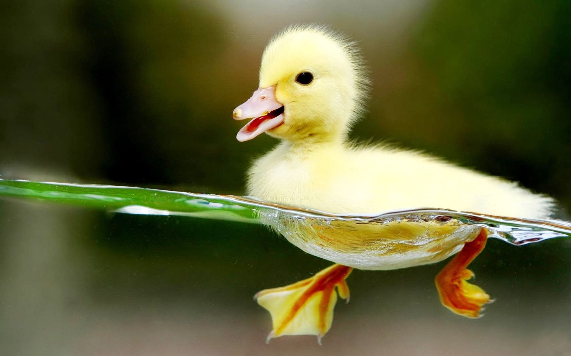 1920x1200 Cute Ducks Pfp, Desktop