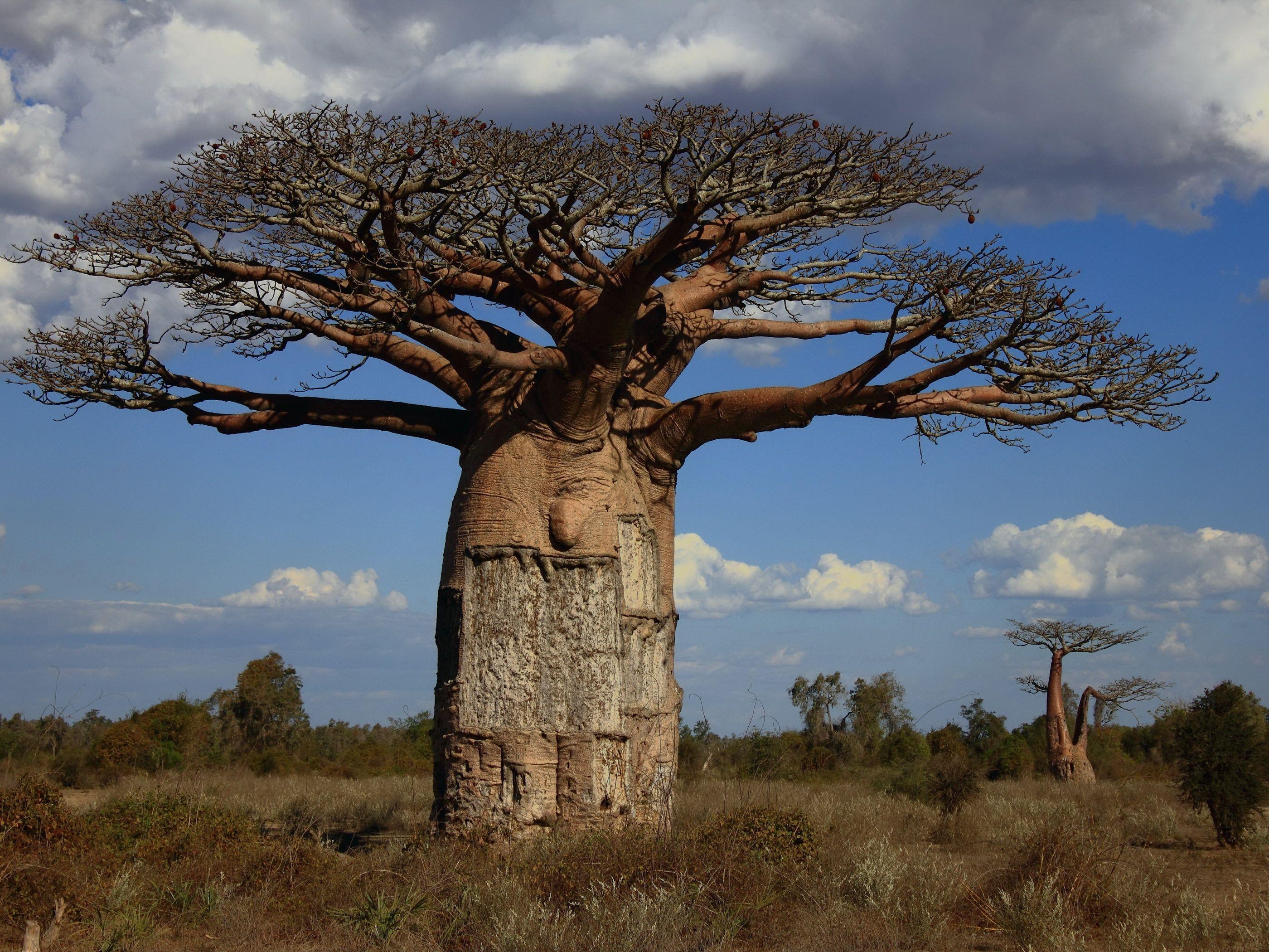 2800x2100 best Baobab image. Nature, Landscapes and Madagascar, Desktop