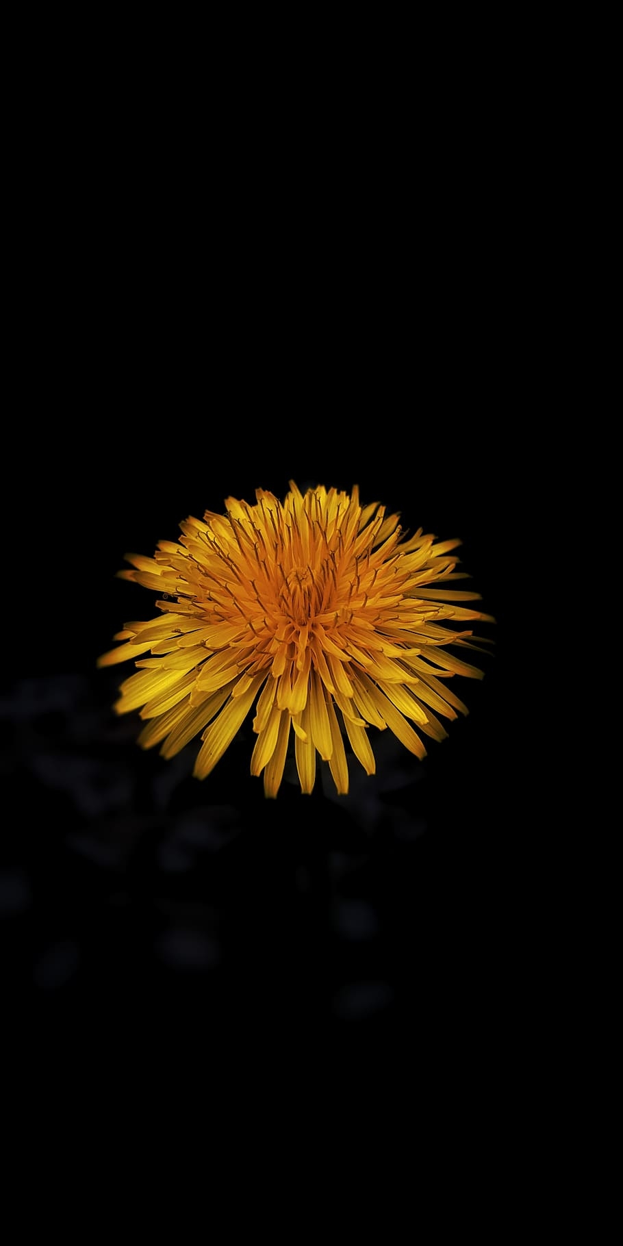 910x1820 Flower, spring, black background, smartphone photography 1080P, 2K, Phone