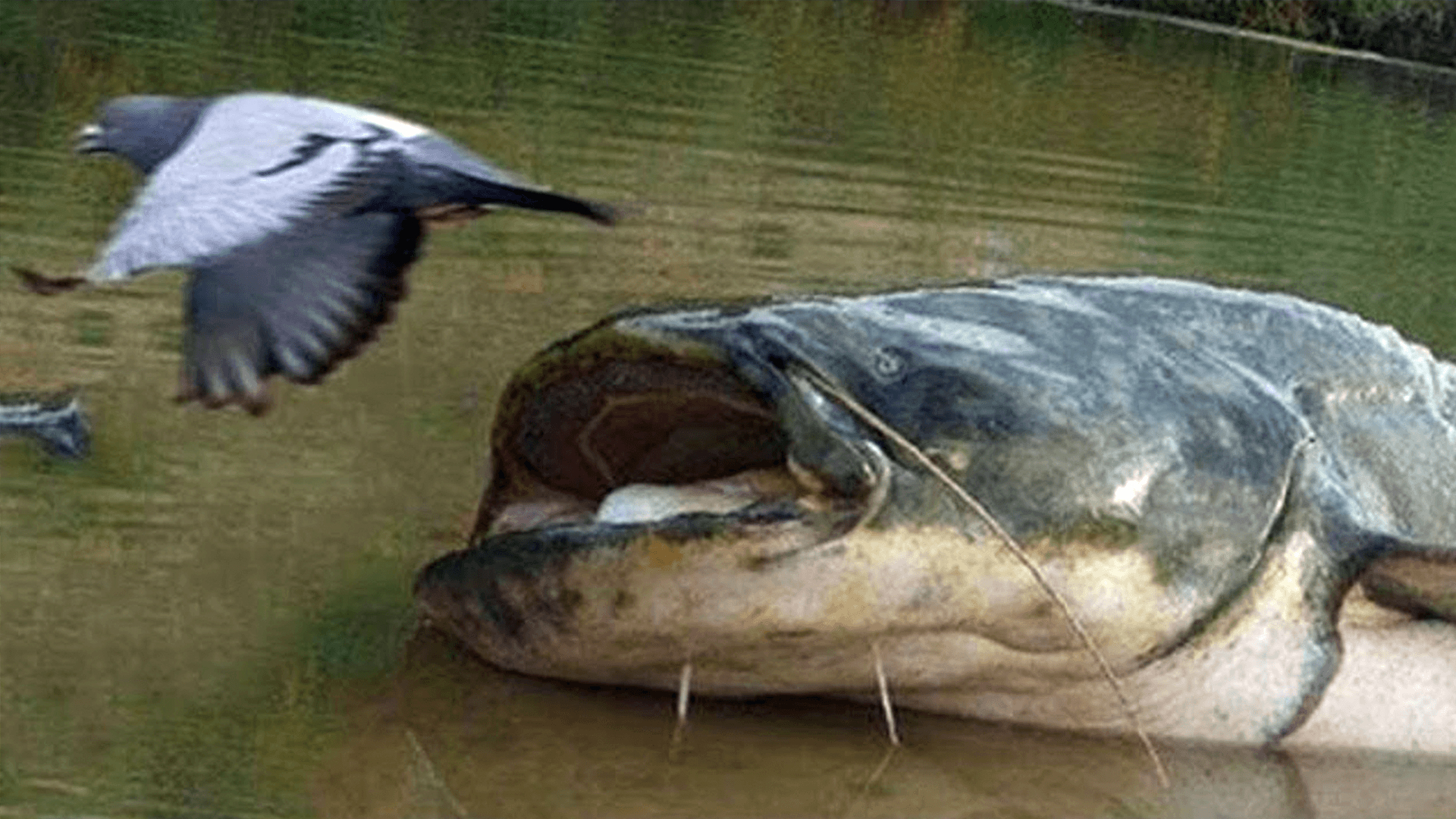 1920x1080 Giant Catfish Eat Pigeons, Desktop