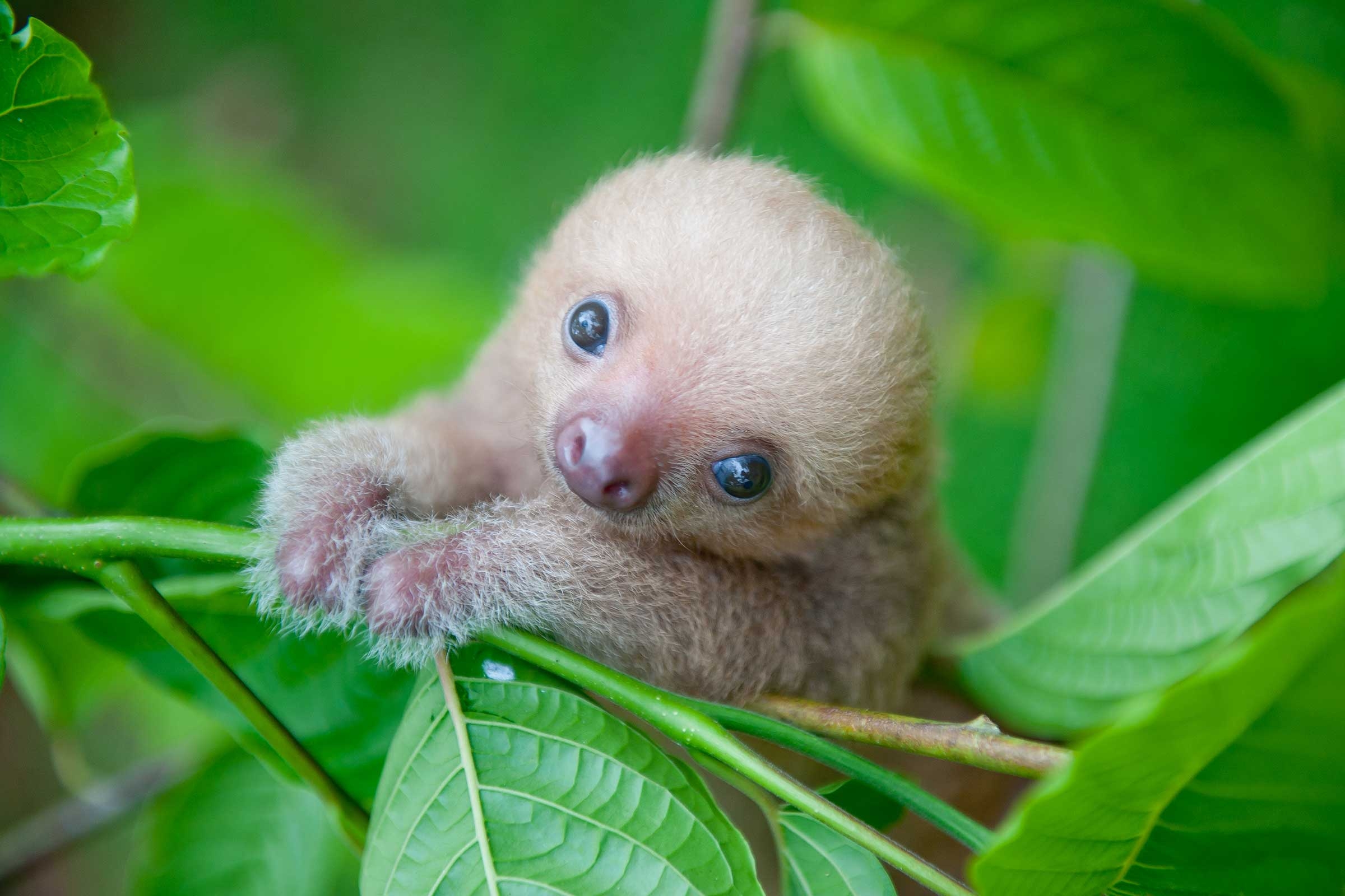 2400x1600 Sloth Wallpaper and Background HD Wallpaper of Sloth, Desktop