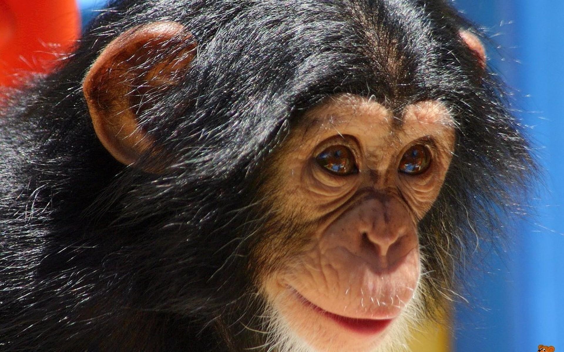 1920x1200 Animal Chimpanzee Baby Image, Desktop