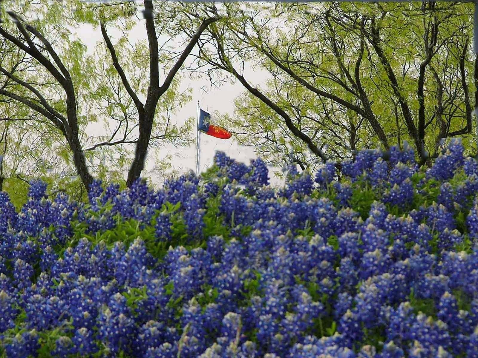 1600x1200 Texas Bluebonnets, Desktop