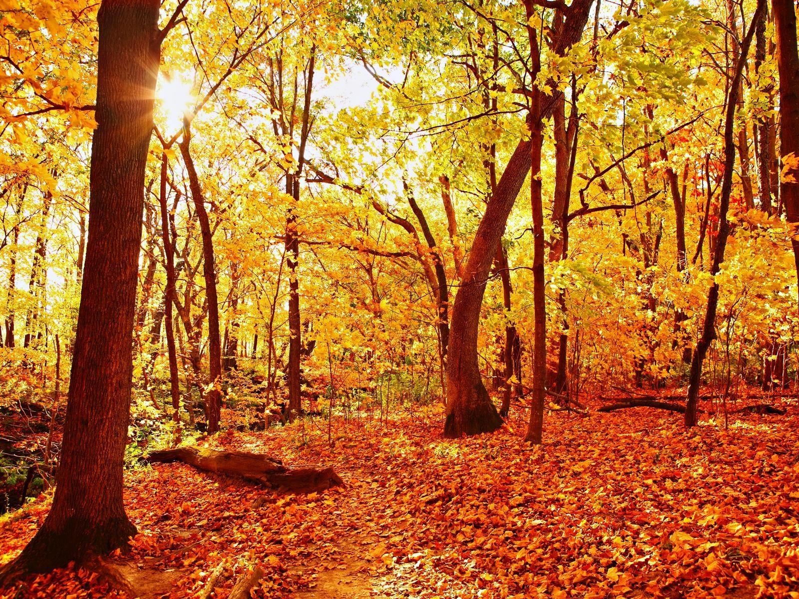 1600x1200 High Res Herbst Wallpaper Kayla Ballmann Wed 13 May, Desktop