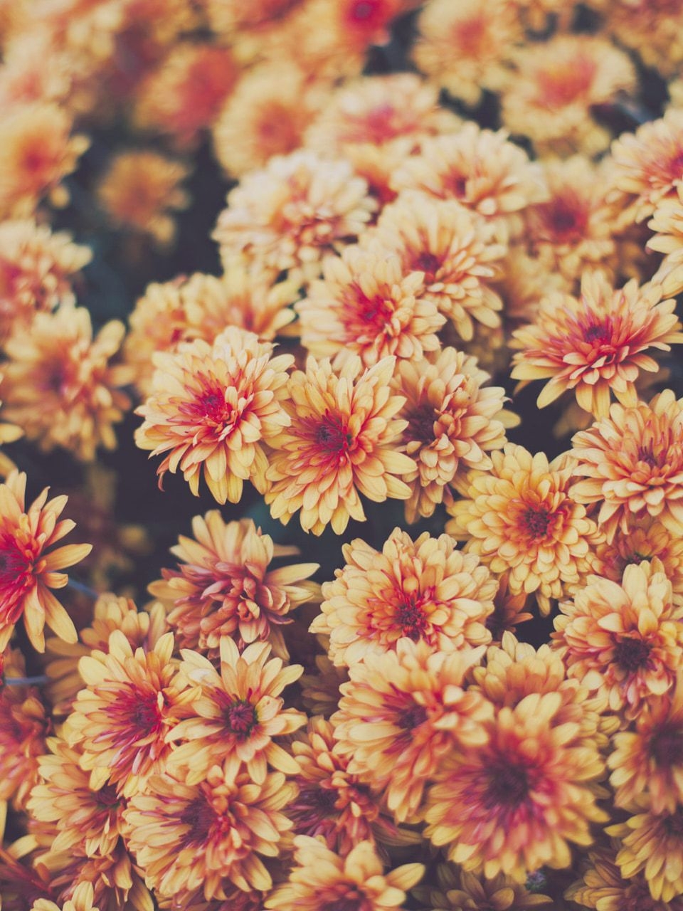 960x1280 autumn, aesthetics, flowers and phone wallpaper, Phone