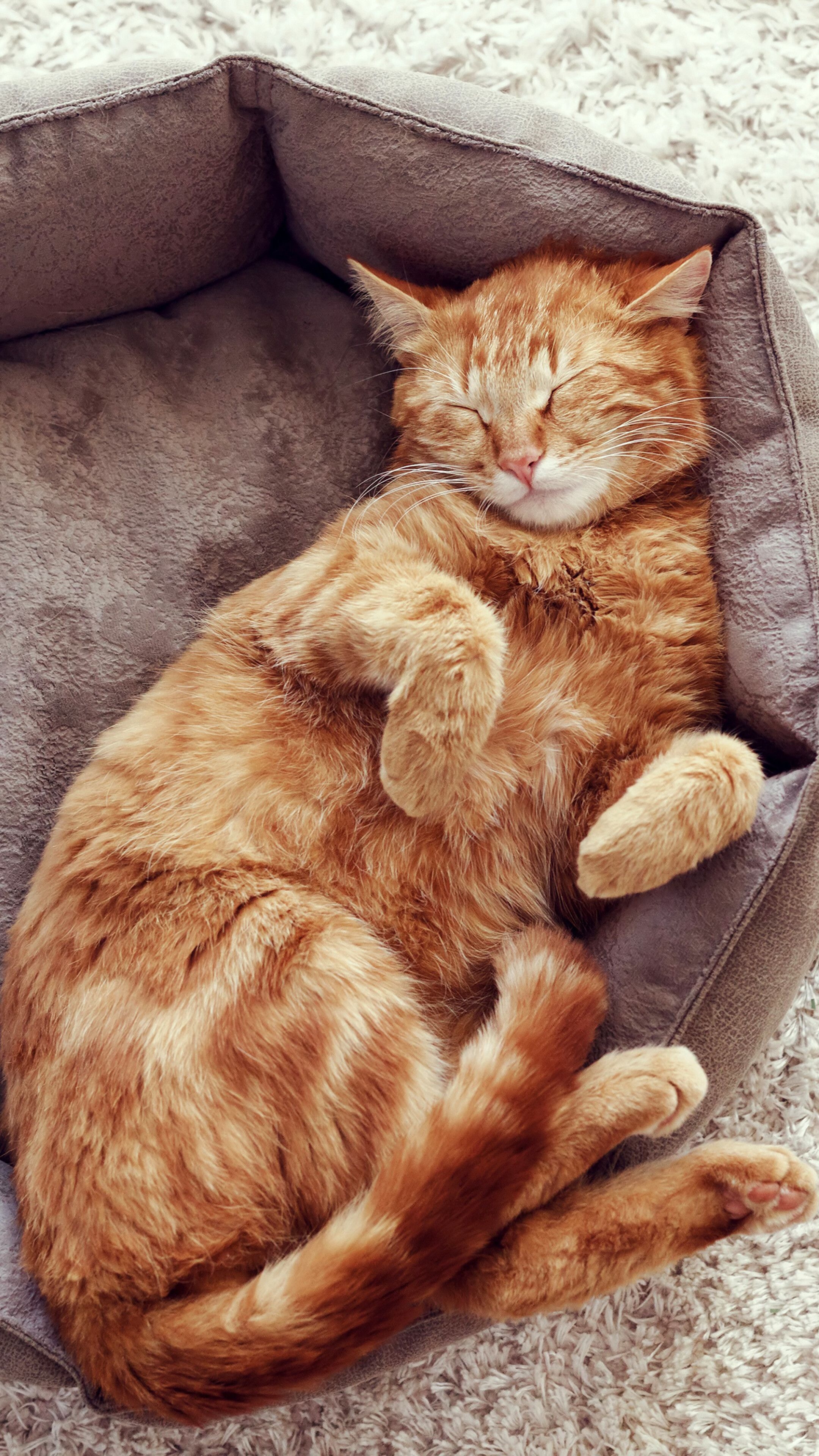 2160x3840 Cute, Cat, Sleeping, 4K phone HD Wallpaper, Image, Background, Photo and Picture. Mocah HD Wallpaper, Phone