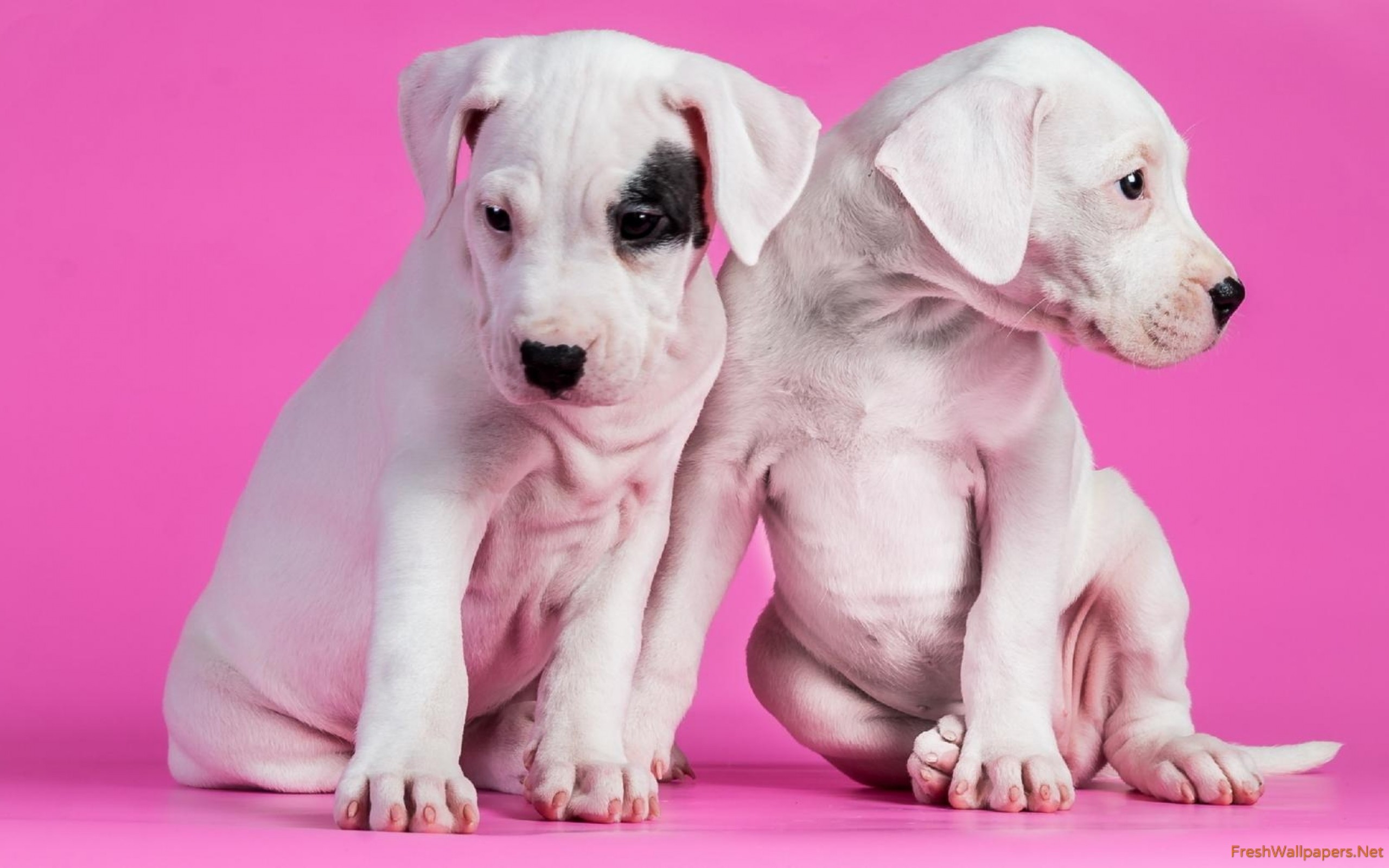 2560x1600 Pink Wallpaper Cute Dog, Desktop