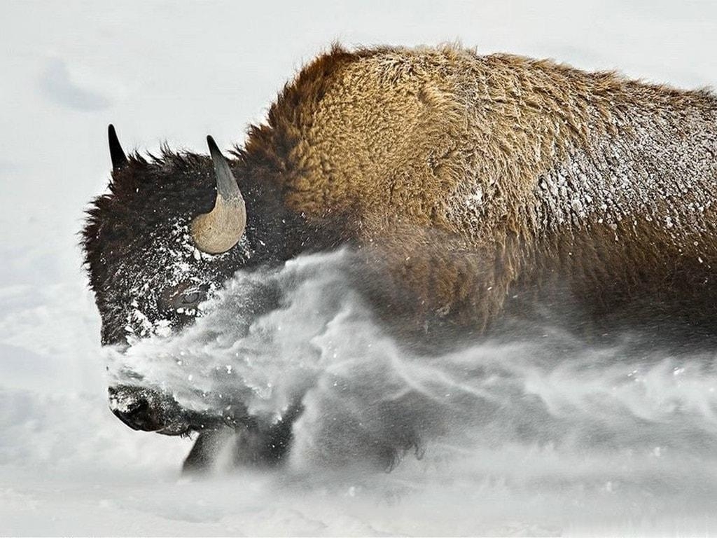 1030x770 Buffalo HD Wallpaperwallpaper.net, Desktop