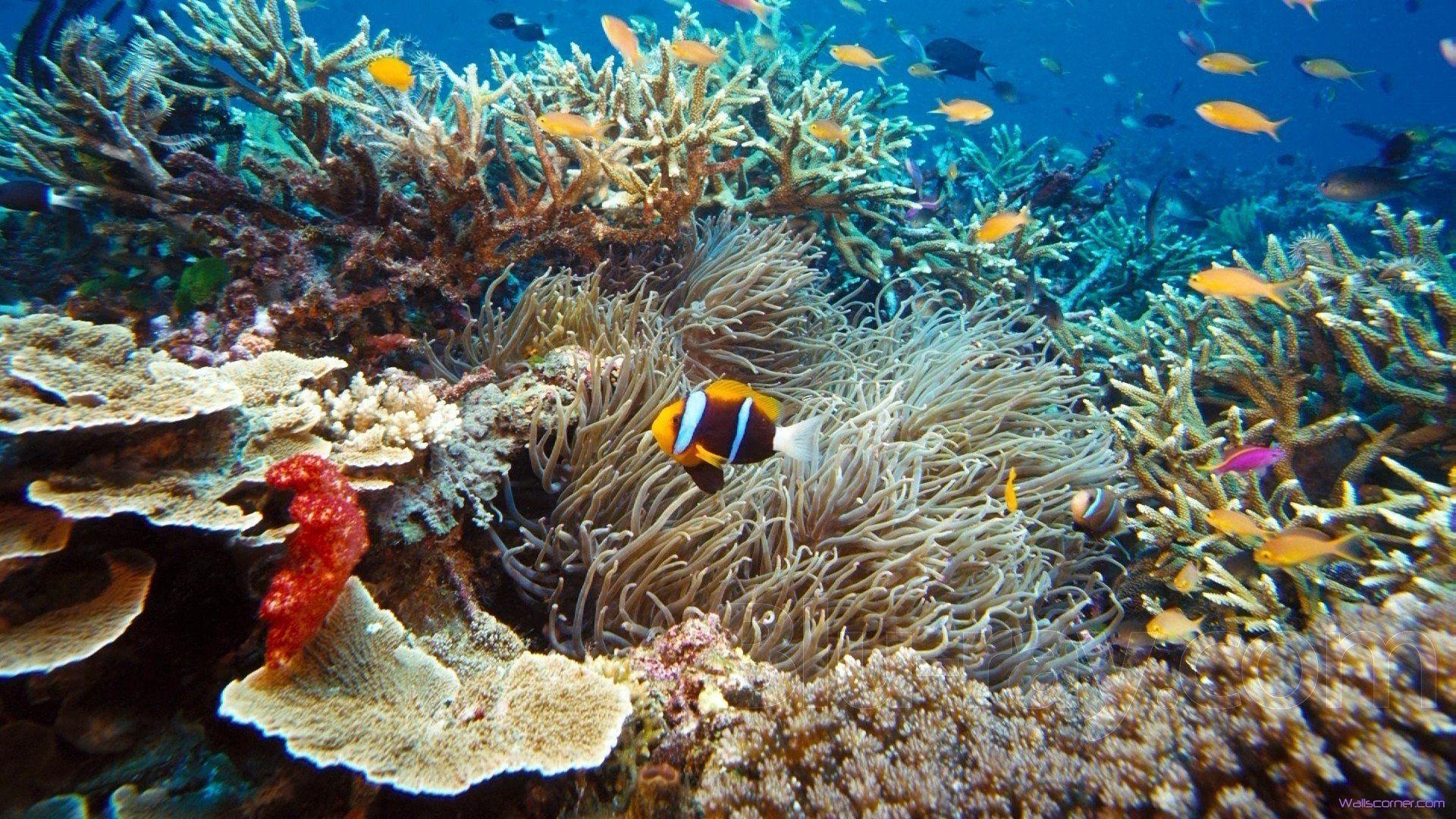 1920x1080 Download Under The Sea Clown Fish Unique Nature Wallpaper, Desktop