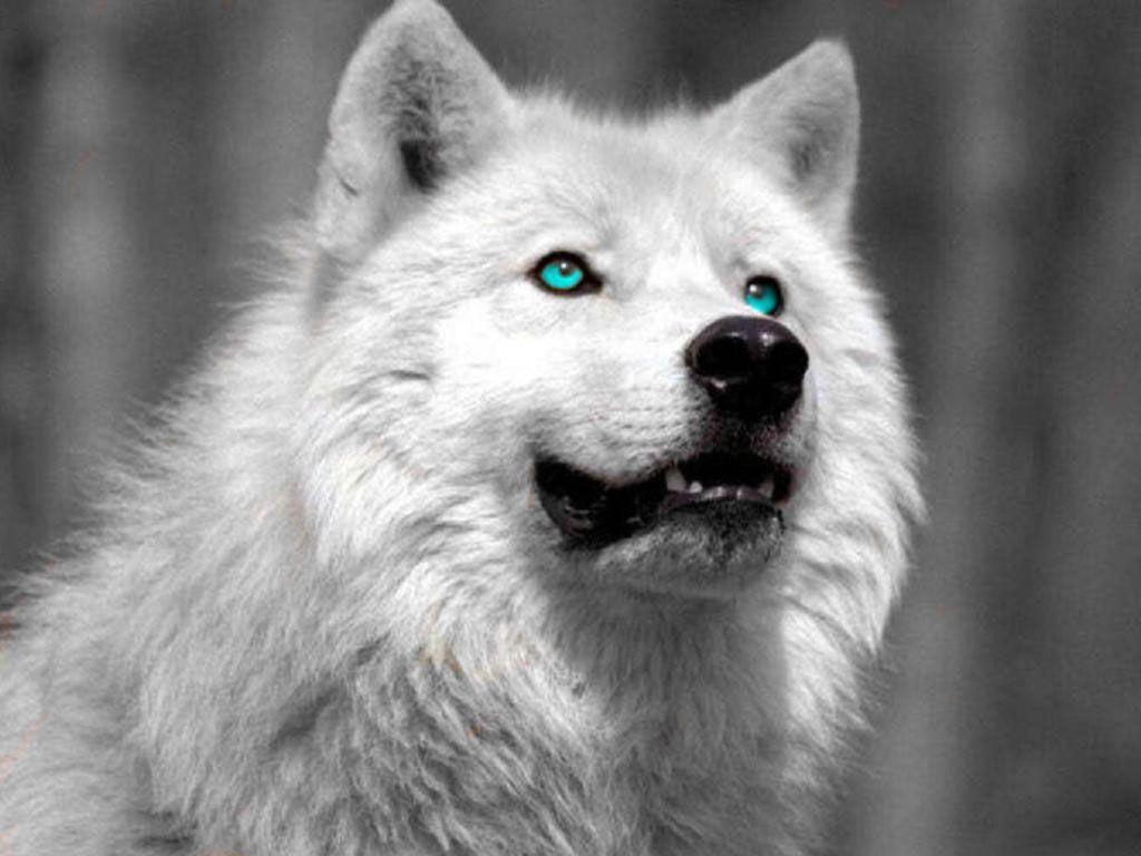 1030x770 white wolf, Desktop