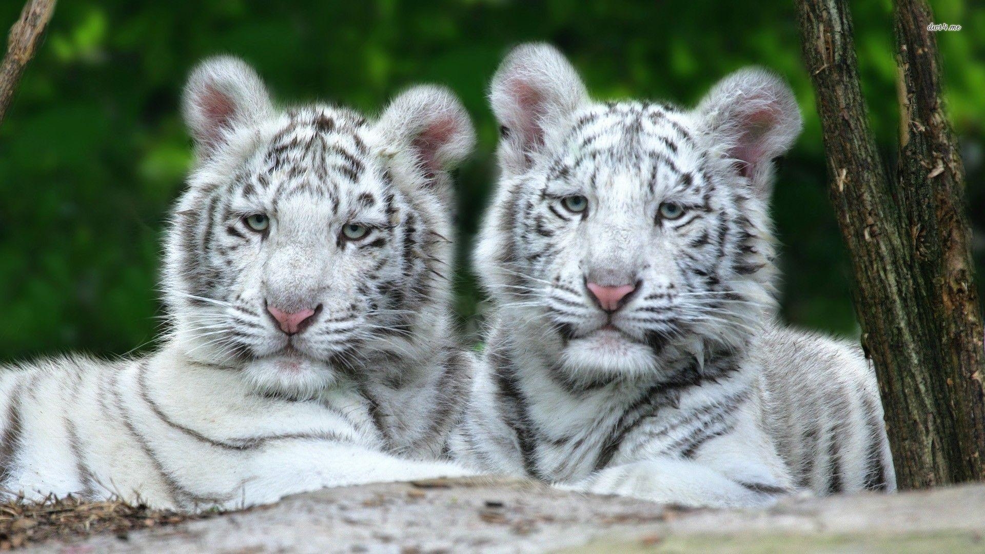 1920x1080 12739 White Tiger Cubs 1920x, Desktop