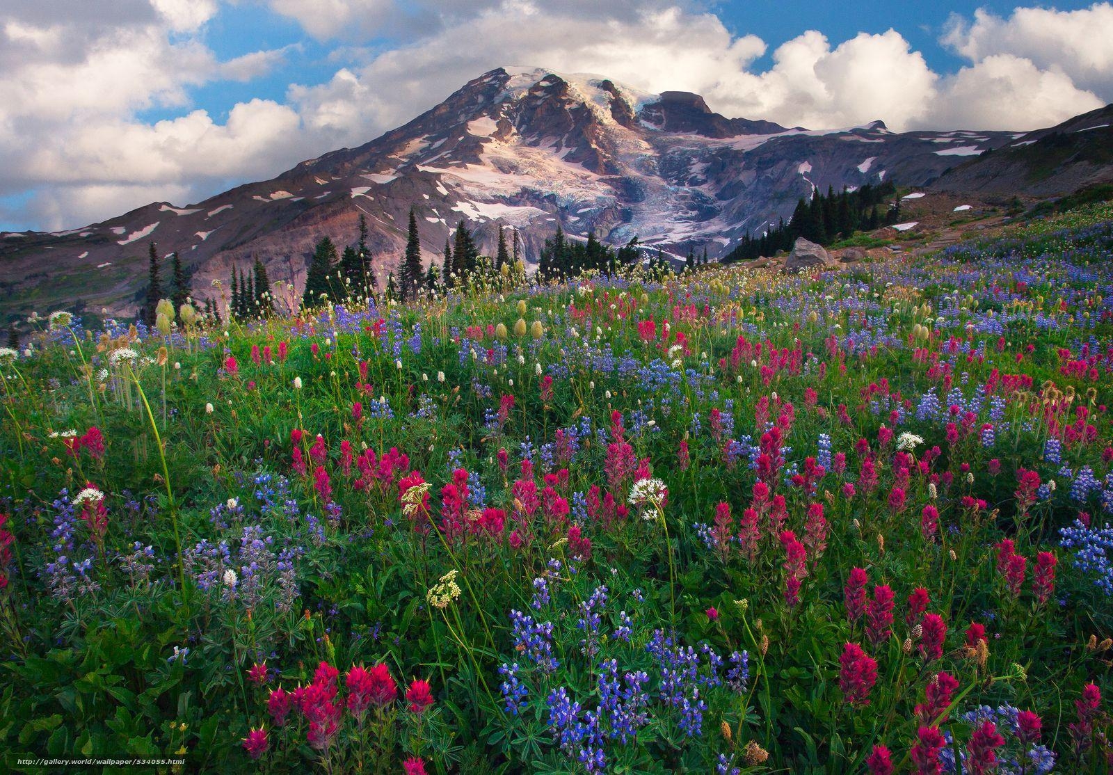 1600x1120 Download wallpaper paradise wildflowers ridge, mount, Desktop