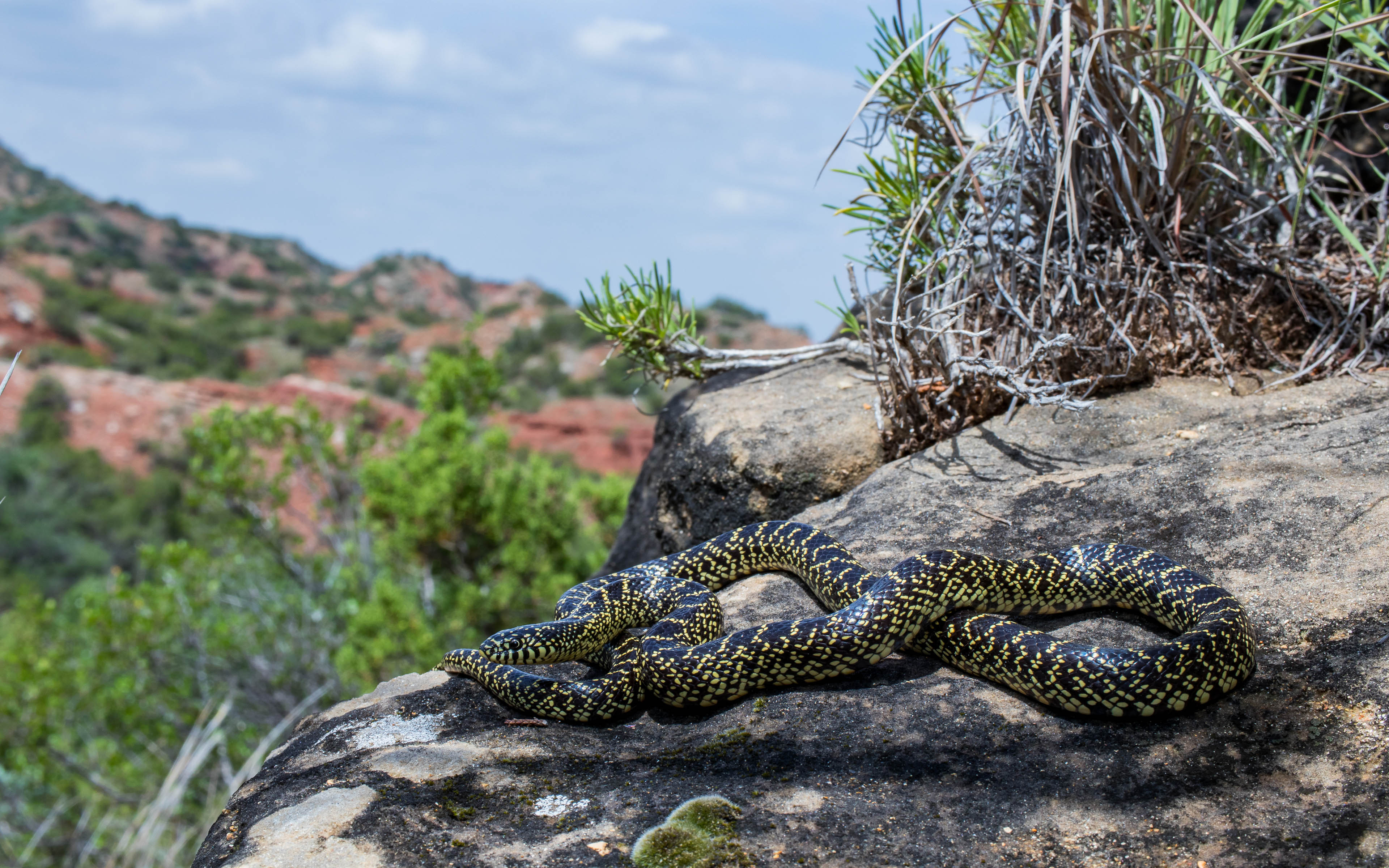 3840x2400 Lampropeltis Getula Holbrooki Desert Kingsnake Dickens, Desktop