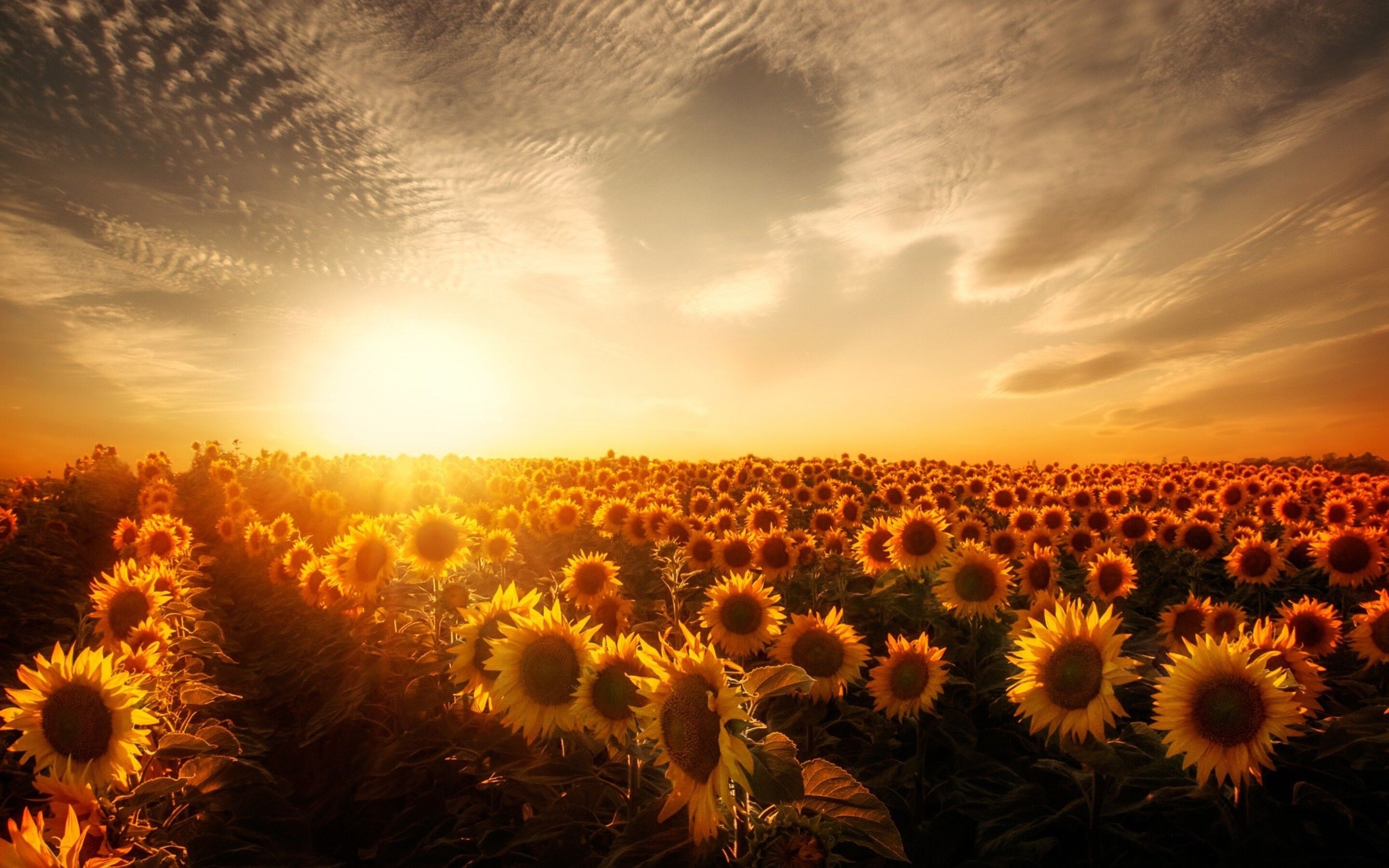 2880x1800 Sunflower Wallpaper For Macbook, Desktop