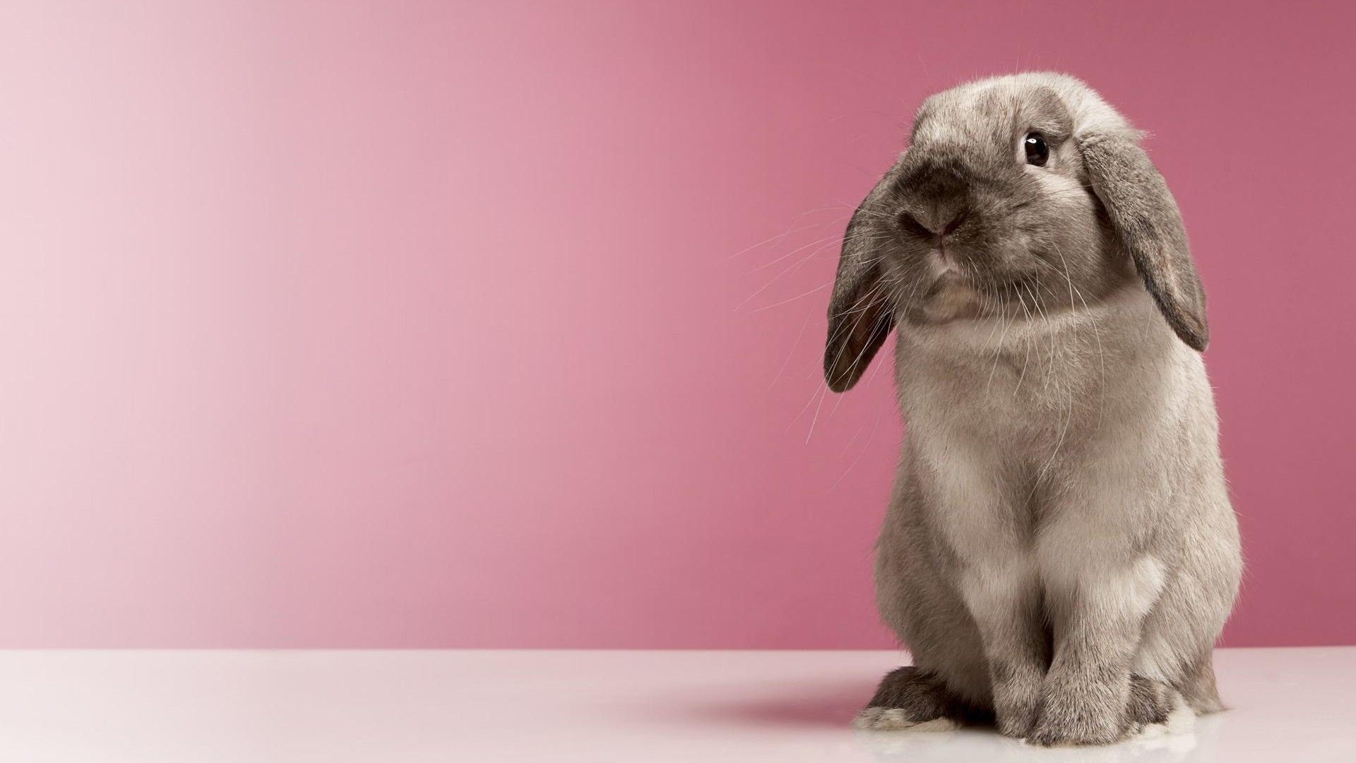 1920x1080 Very Cute Rabbit HD desktop wallpaper, Widescreen, High, Desktop