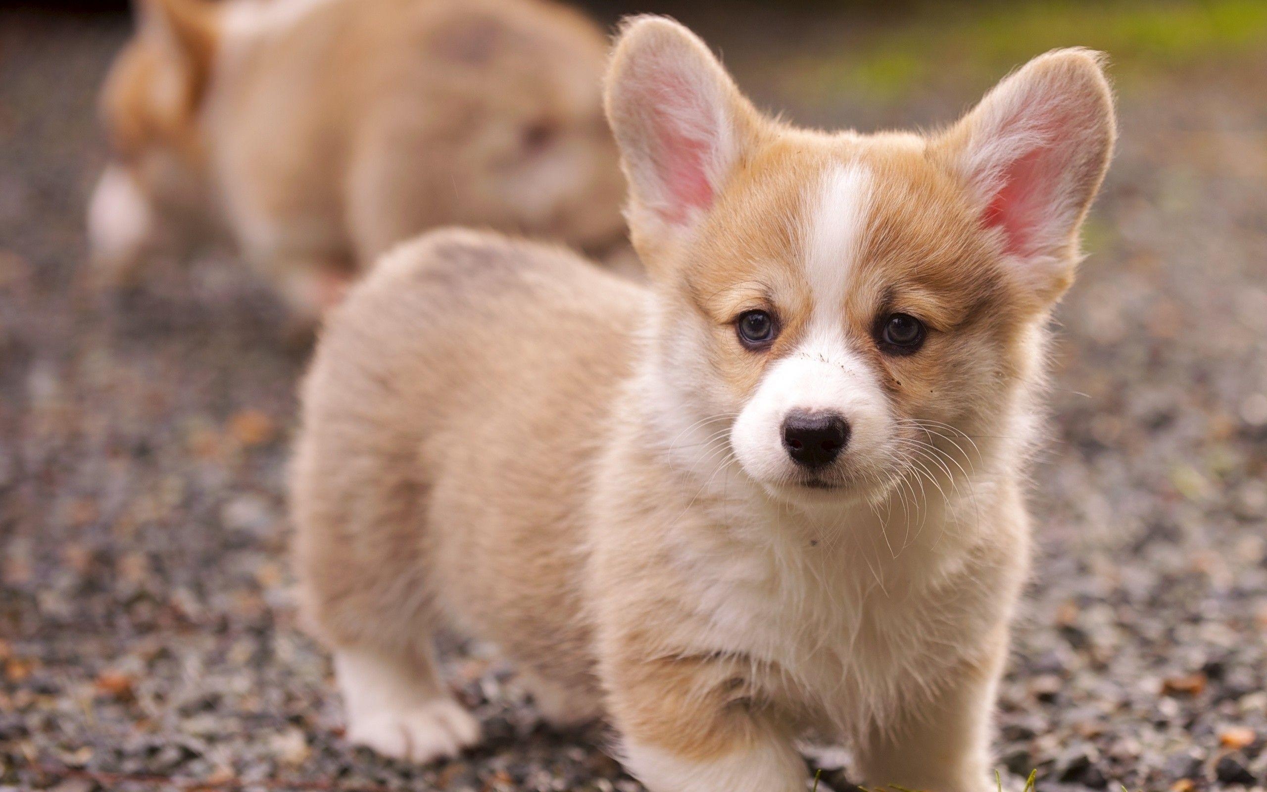 2560x1600 Corgi puppy Wallpaper, Desktop