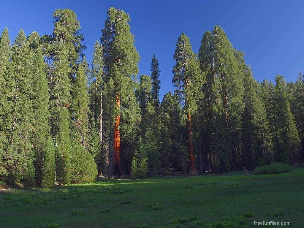 1030x770 Redwood Forest (id: 79307), Desktop