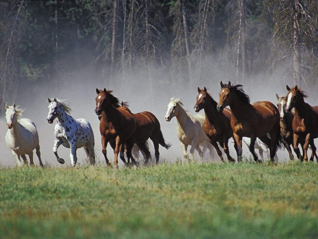 1030x770 Running Horse Wallpaper, Desktop