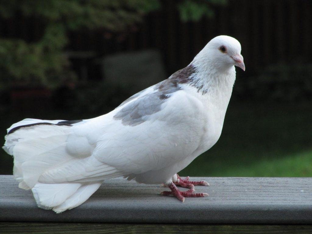 1030x770 Beautiful White Pigeons Wallpaper HD, Desktop