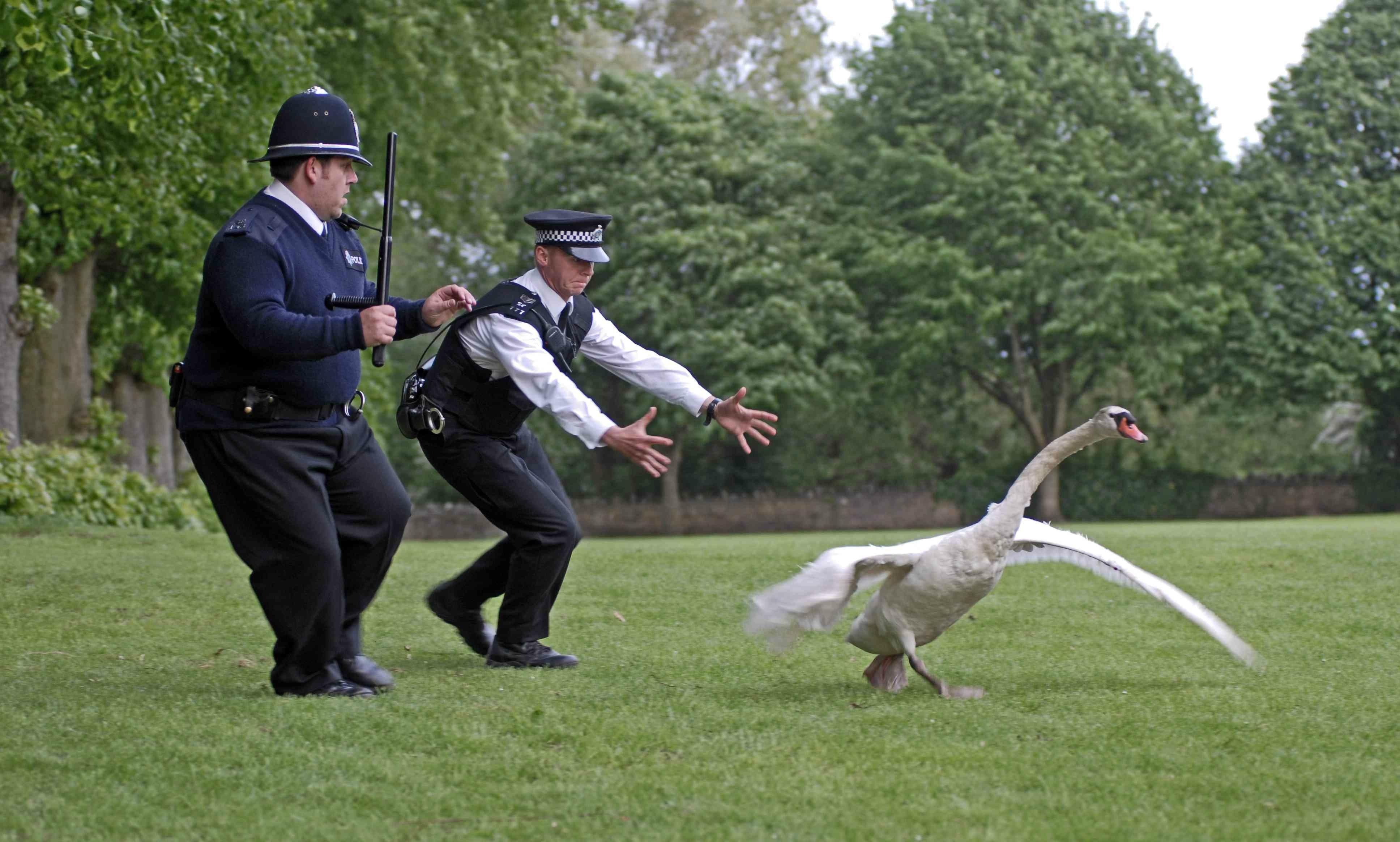 3880x2330 Hot fuzz [], Desktop