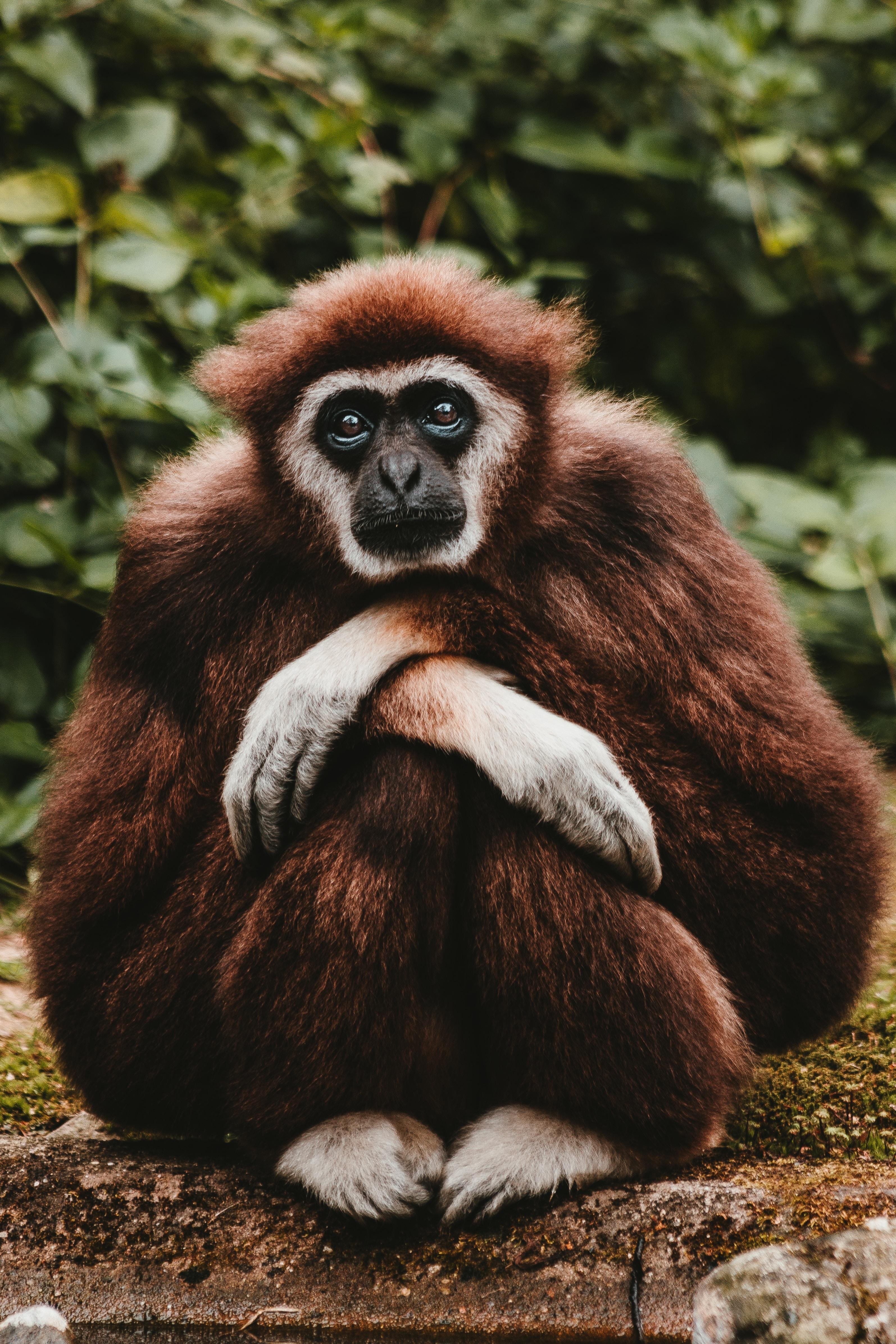 3190x4790 Download wallpaper  gibbon, pensive, sitting, cute, Phone