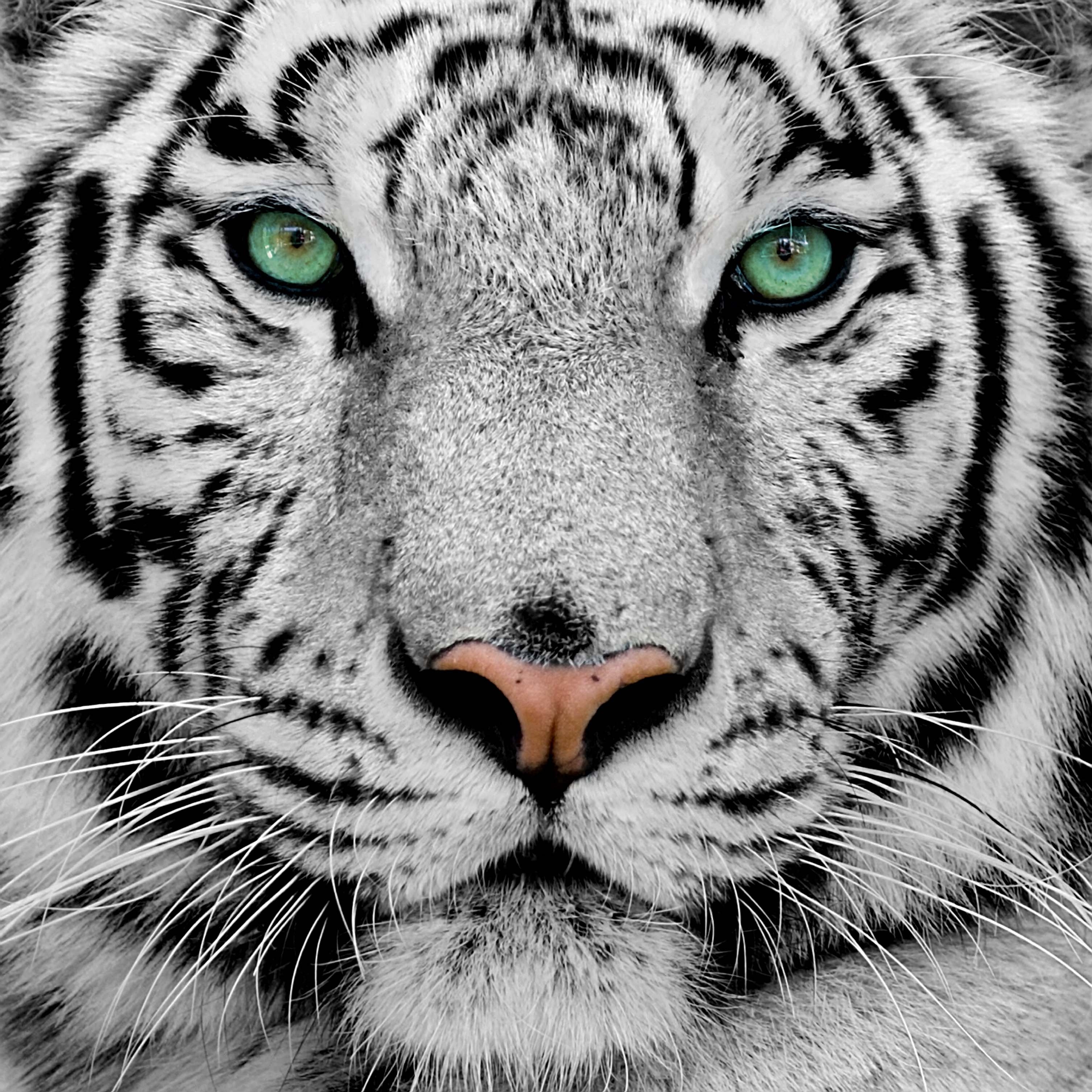 3020x3020 White Tiger HD Wallpaper, Phone