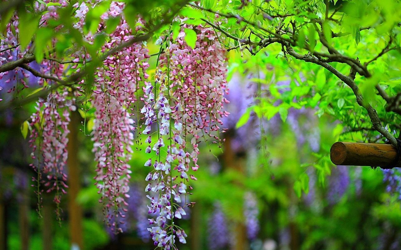 1280x800 Wisteria 670, Desktop