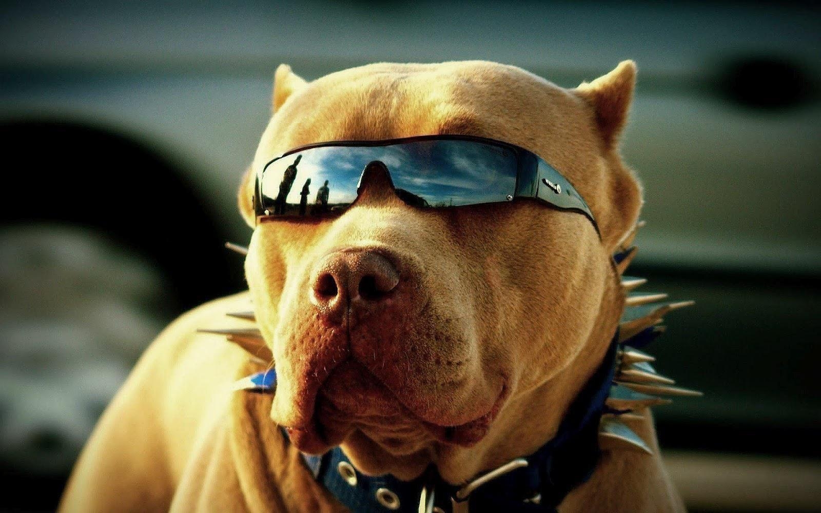 1600x1000 Top Cool Picture Of Pitbulls FULL HD 1920×1080 For PC Background, Desktop